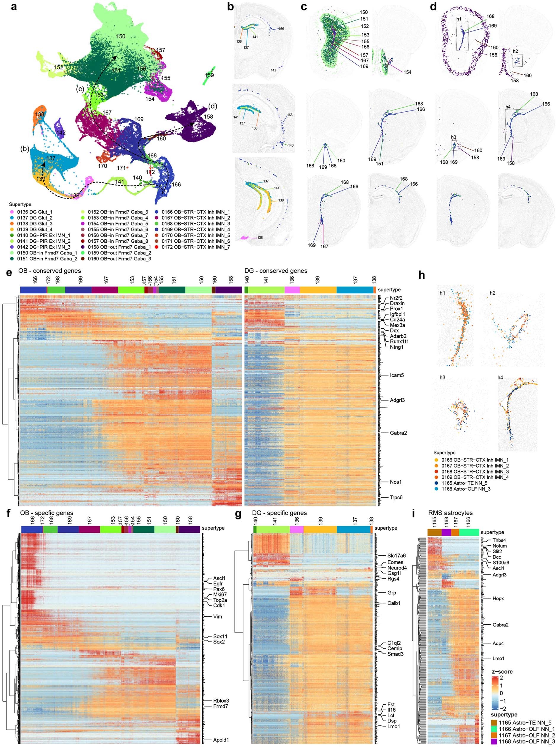 Extended Data Fig. 12: Gene expression patterns in immature neuronal populations and RMS astrocytes.