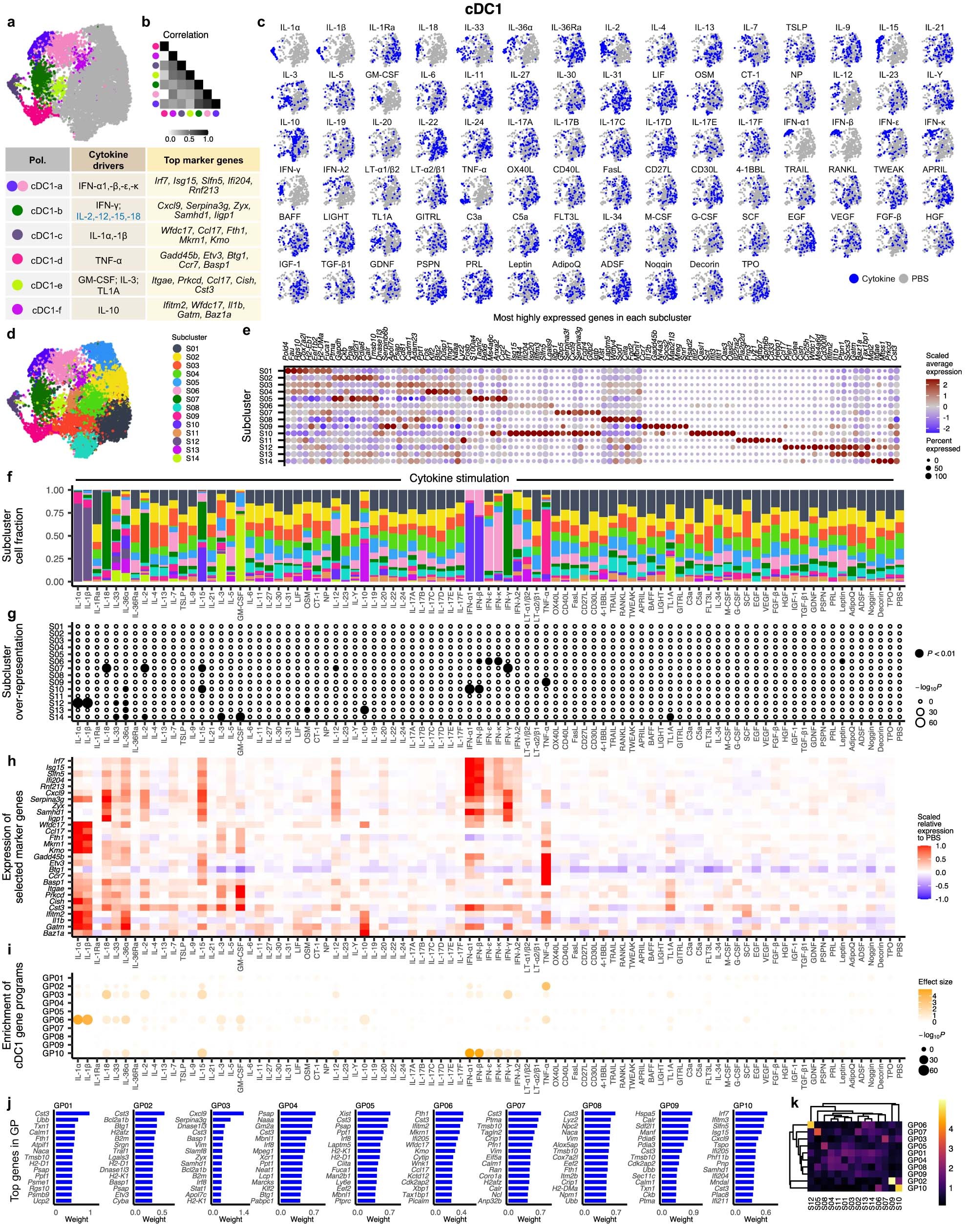 Extended Data Fig. 7: cDC1 responses to cytokines: polarization states, subclusters, marker gene expression, and gene programs.