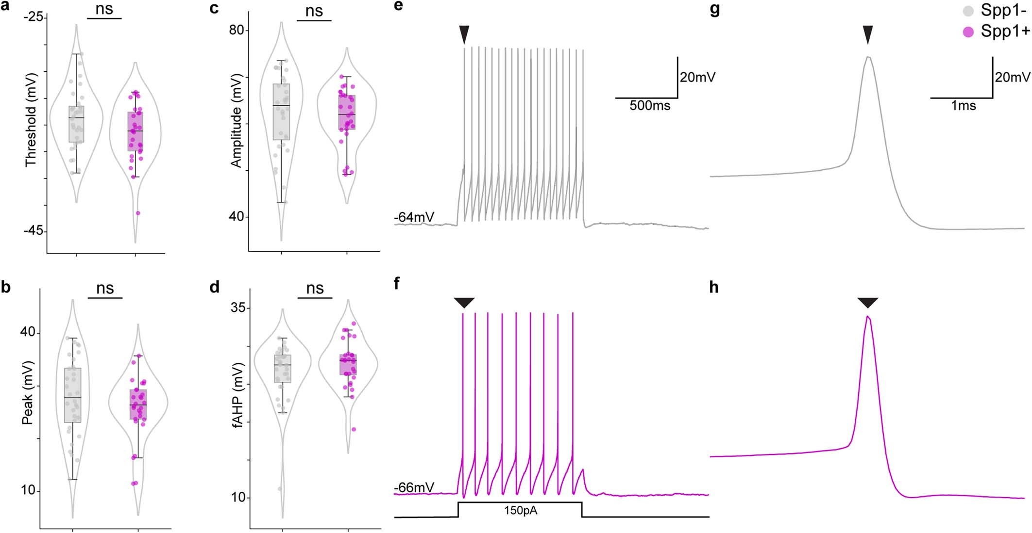 Extended Data Fig. 20: Additional electrical properties of Spp1 positive and negative rubrospinal neurons.