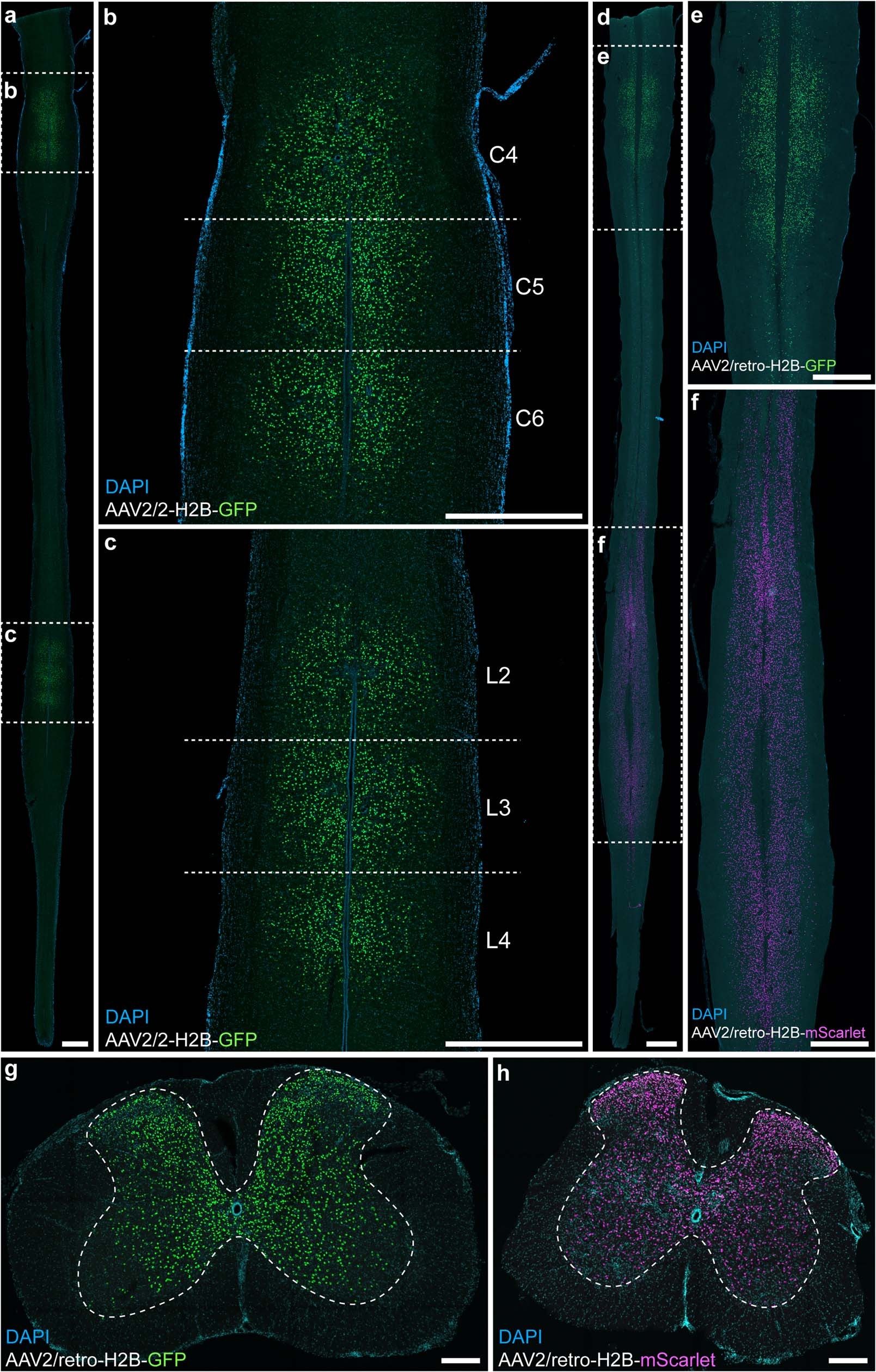 Extended Data Fig. 1