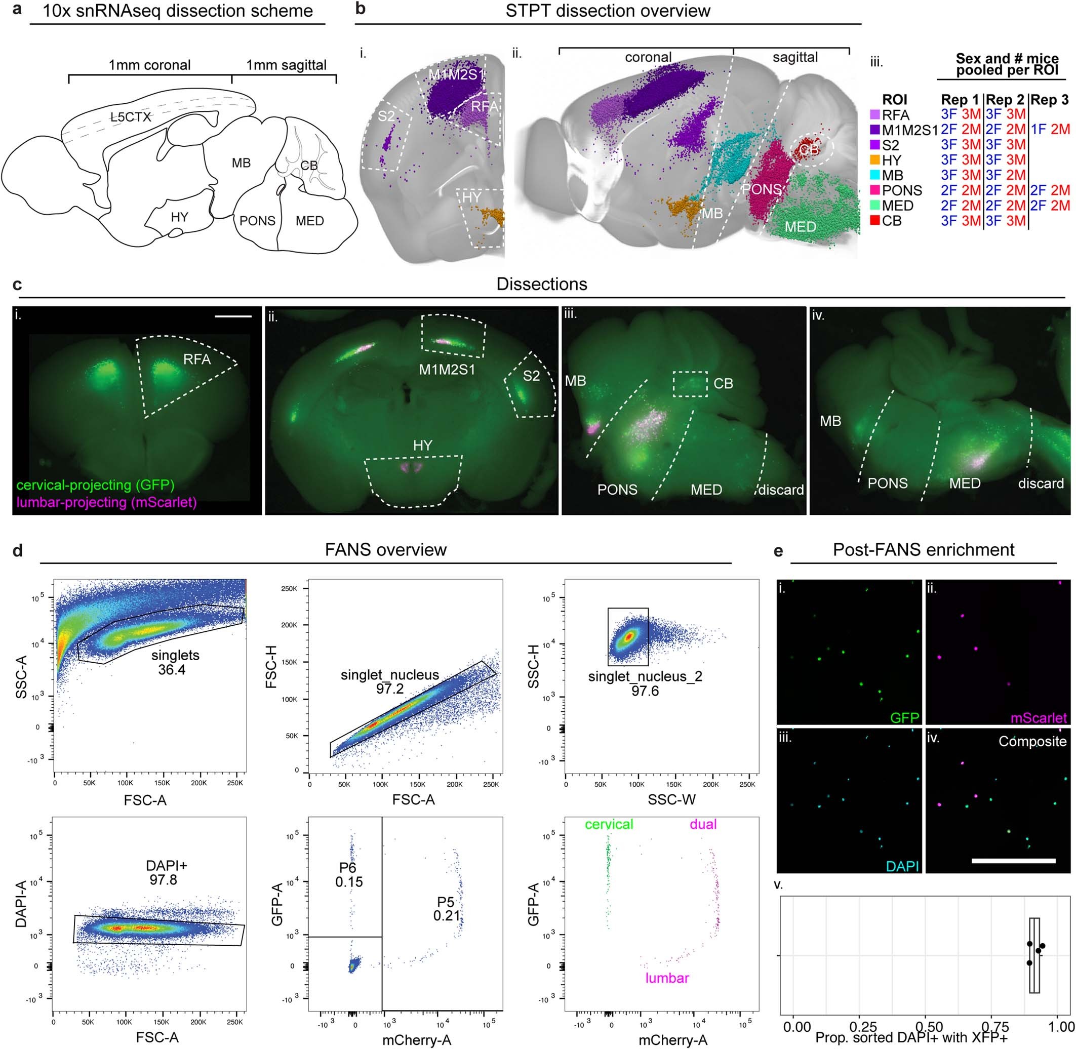 Extended Data Fig. 3: High-throughput isolation of retrogradely labelled spinal projecting neurons for snRNA-seq.