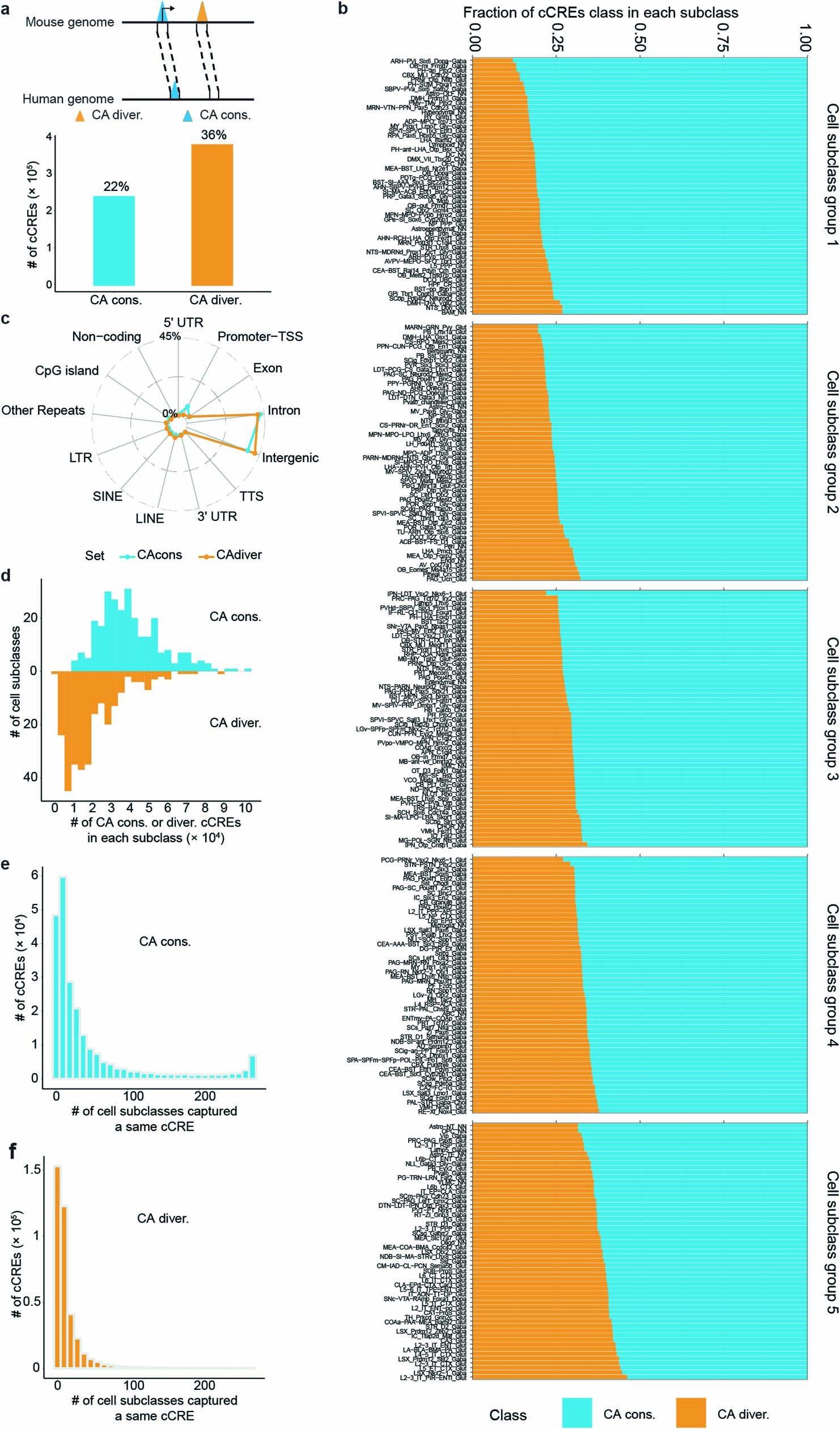 Extended Data Fig. 13: Comparison of chromatin accessibility (CA) conserved and divergent cCREs between mouse and human.