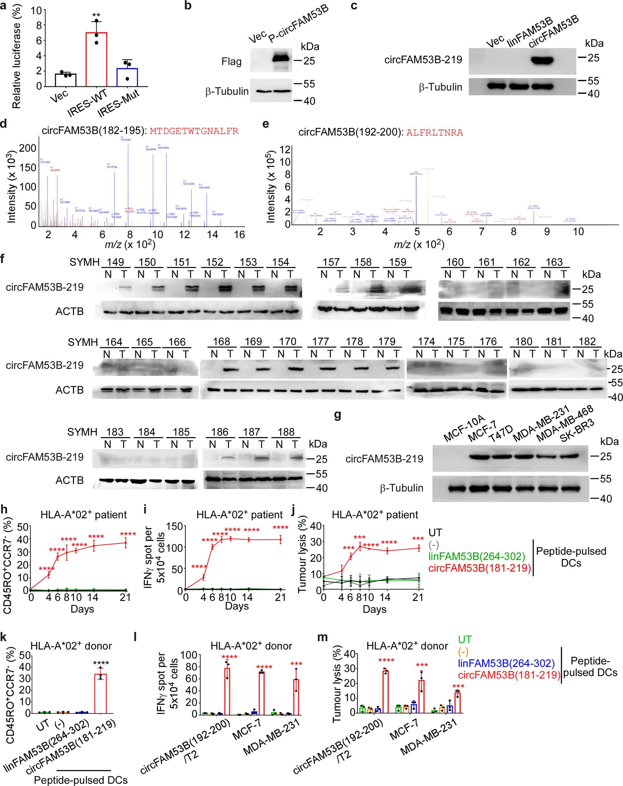 Extended Data Fig. 5: circFAM53B encodes a unique peptide.