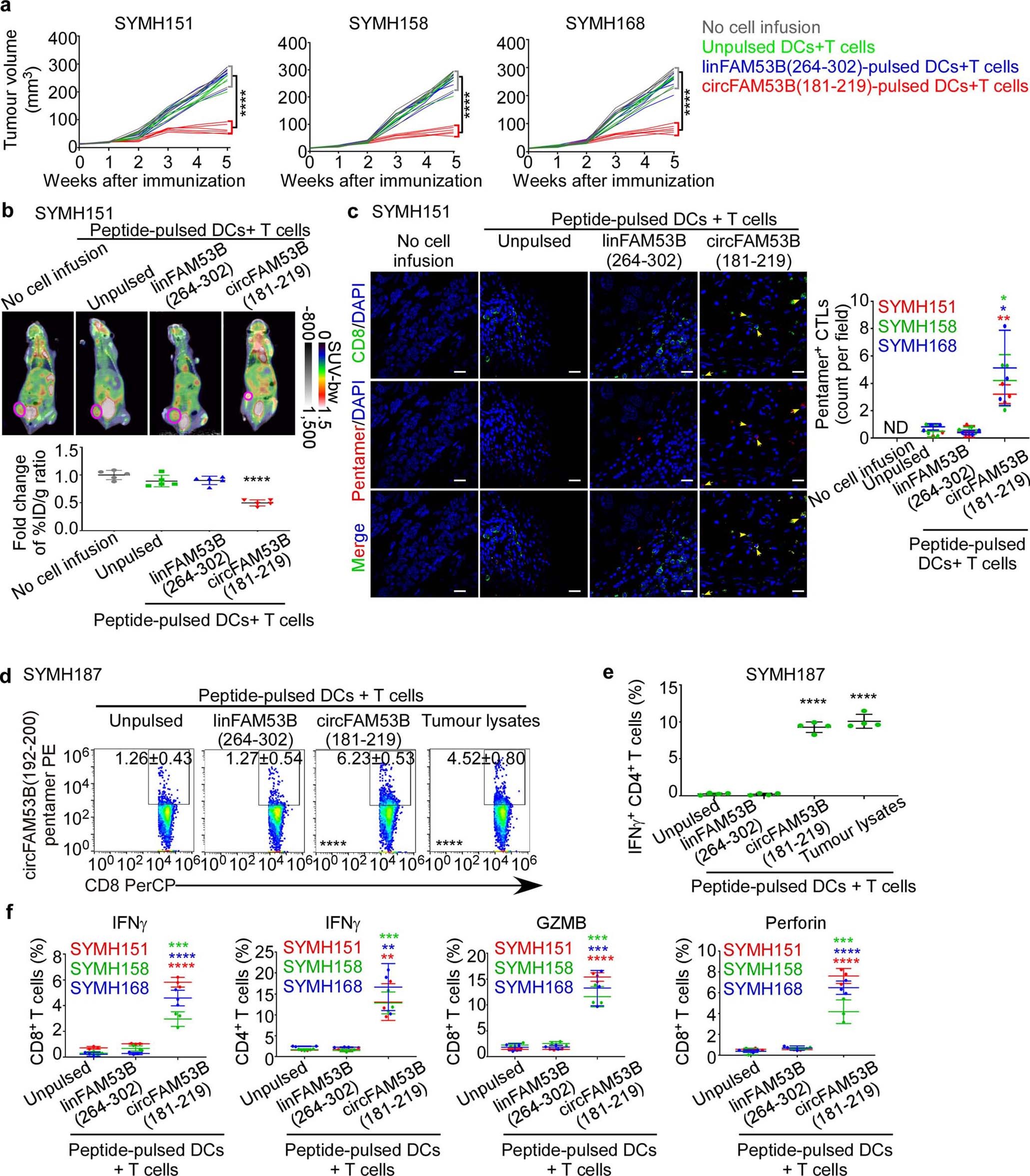 Extended Data Fig. 7: circFAM53B-encoded peptides elicit anti-tumour immune response in breast cancer PDXs.