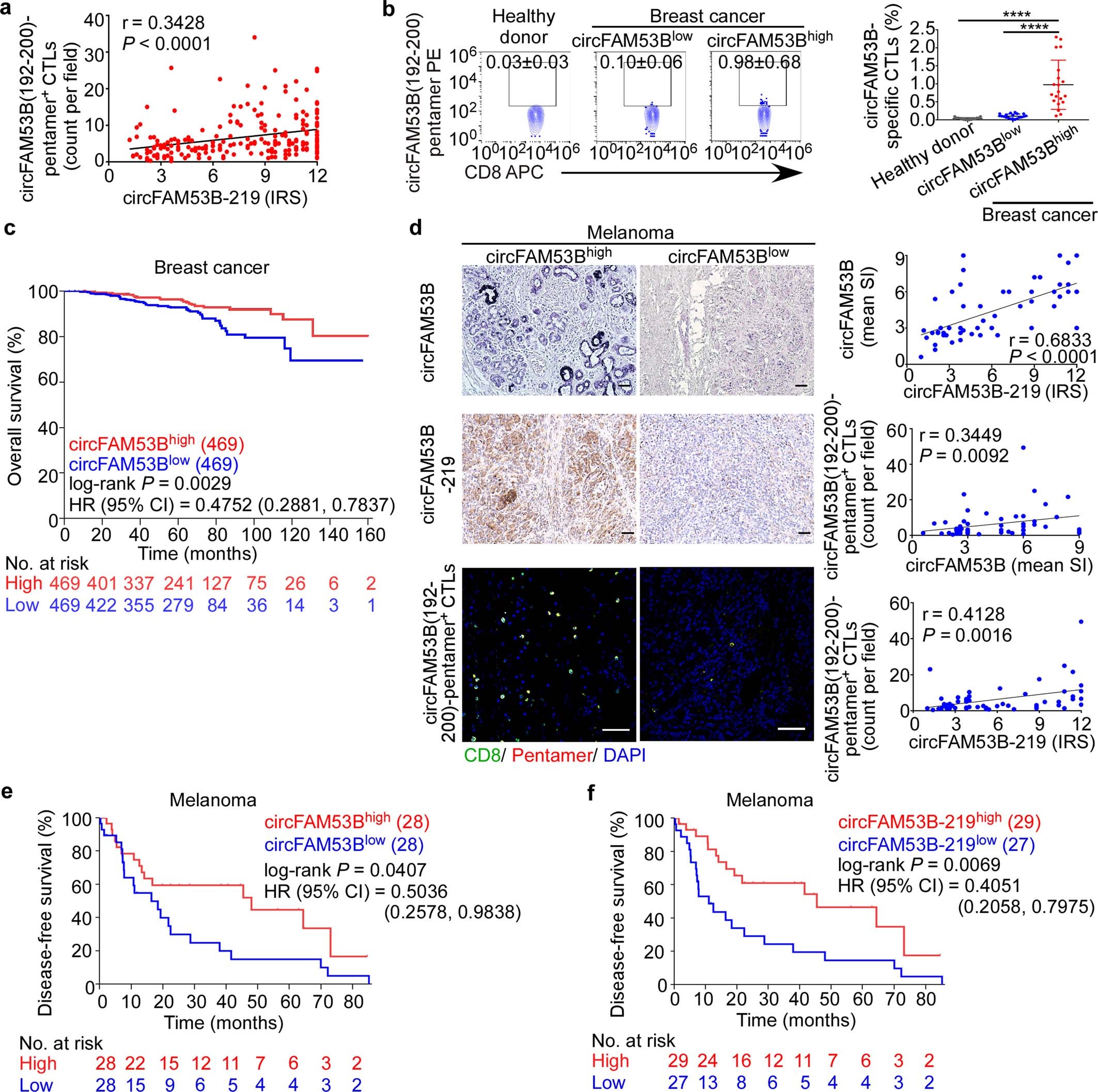 Extended Data Fig. 8: circFAM53B correlates with better survival and anti-tumour immunity in breast cancer and melanoma patients.