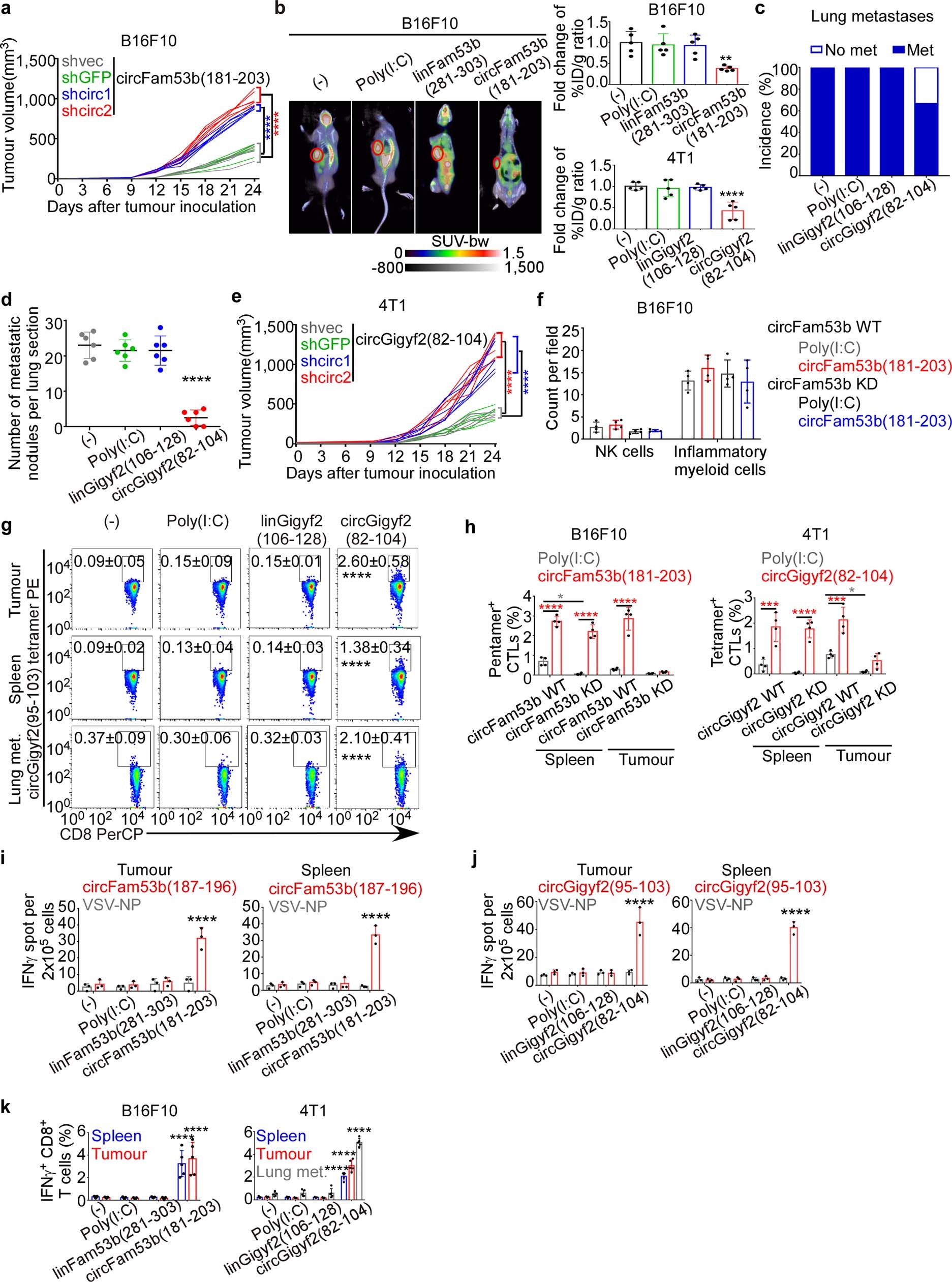 Extended Data Fig. 11: Immunogenic circRNAs-encoded peptide vaccines inhibit mouse tumour growth and metastasis.