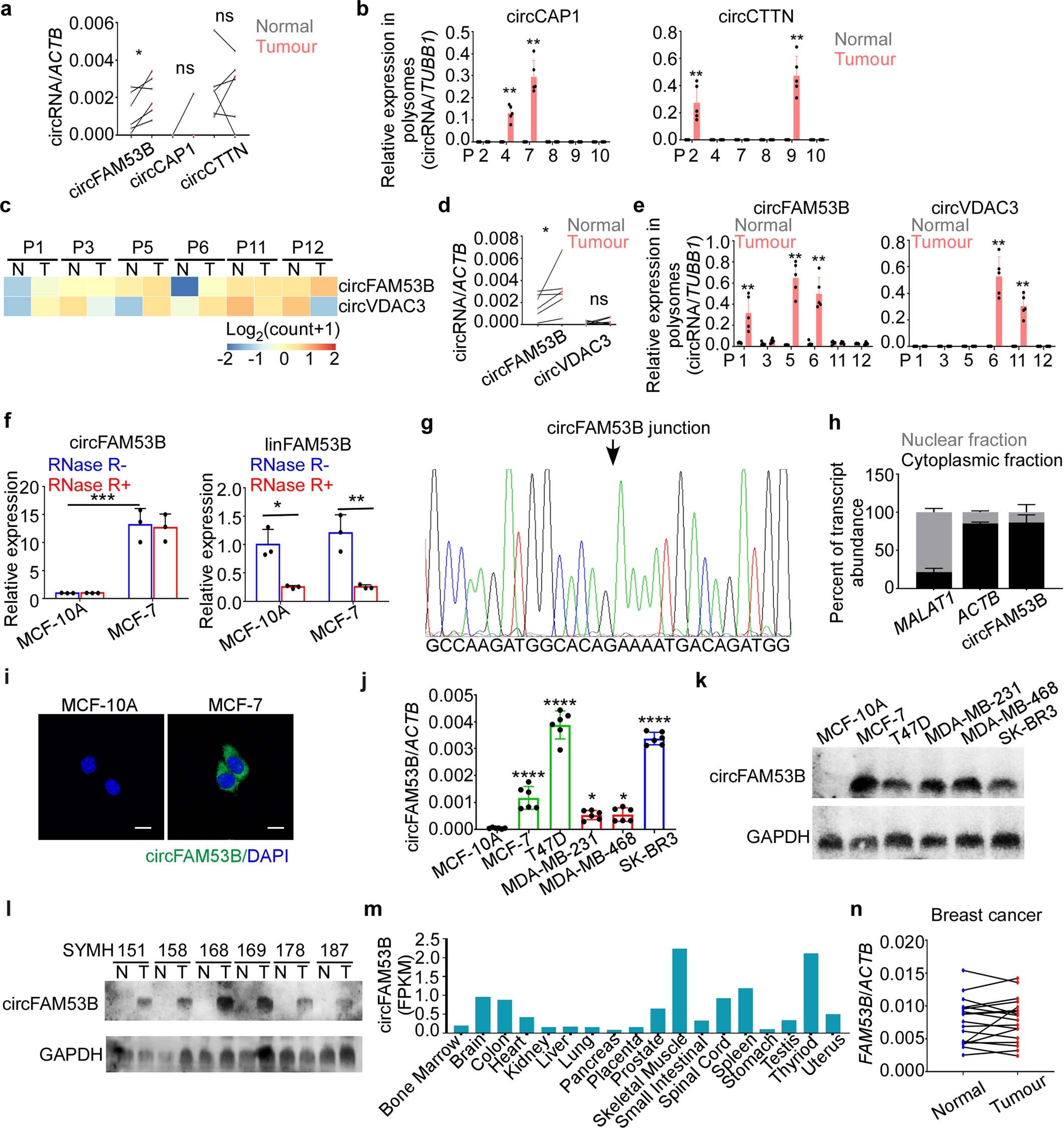 Extended Data Fig. 1: circFAM53B is a cytoplasmic circRNA.