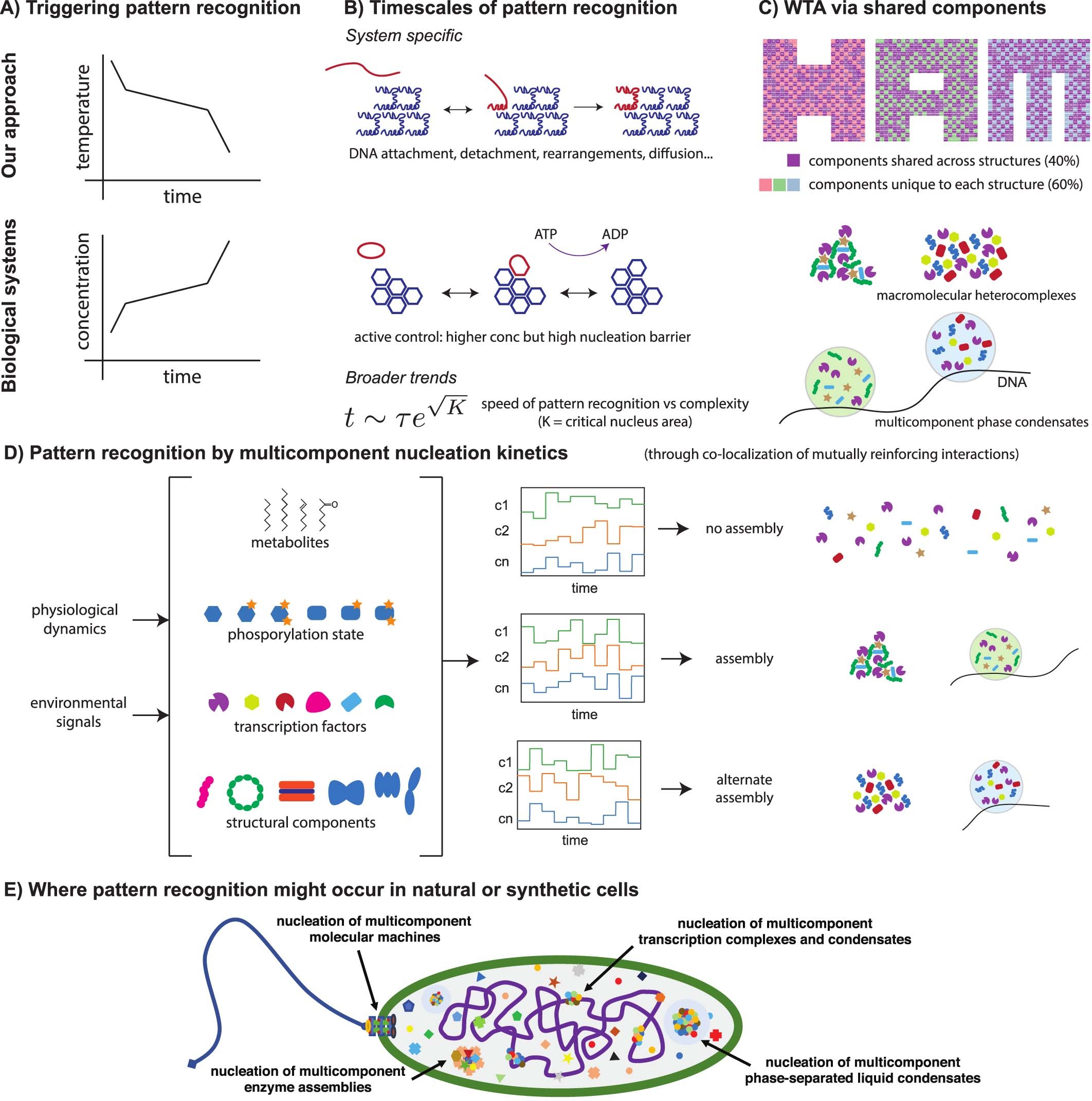 Extended Data Fig. 10: Parallels and differences between pattern recognition in our synthetic approach and in potential biological systems.