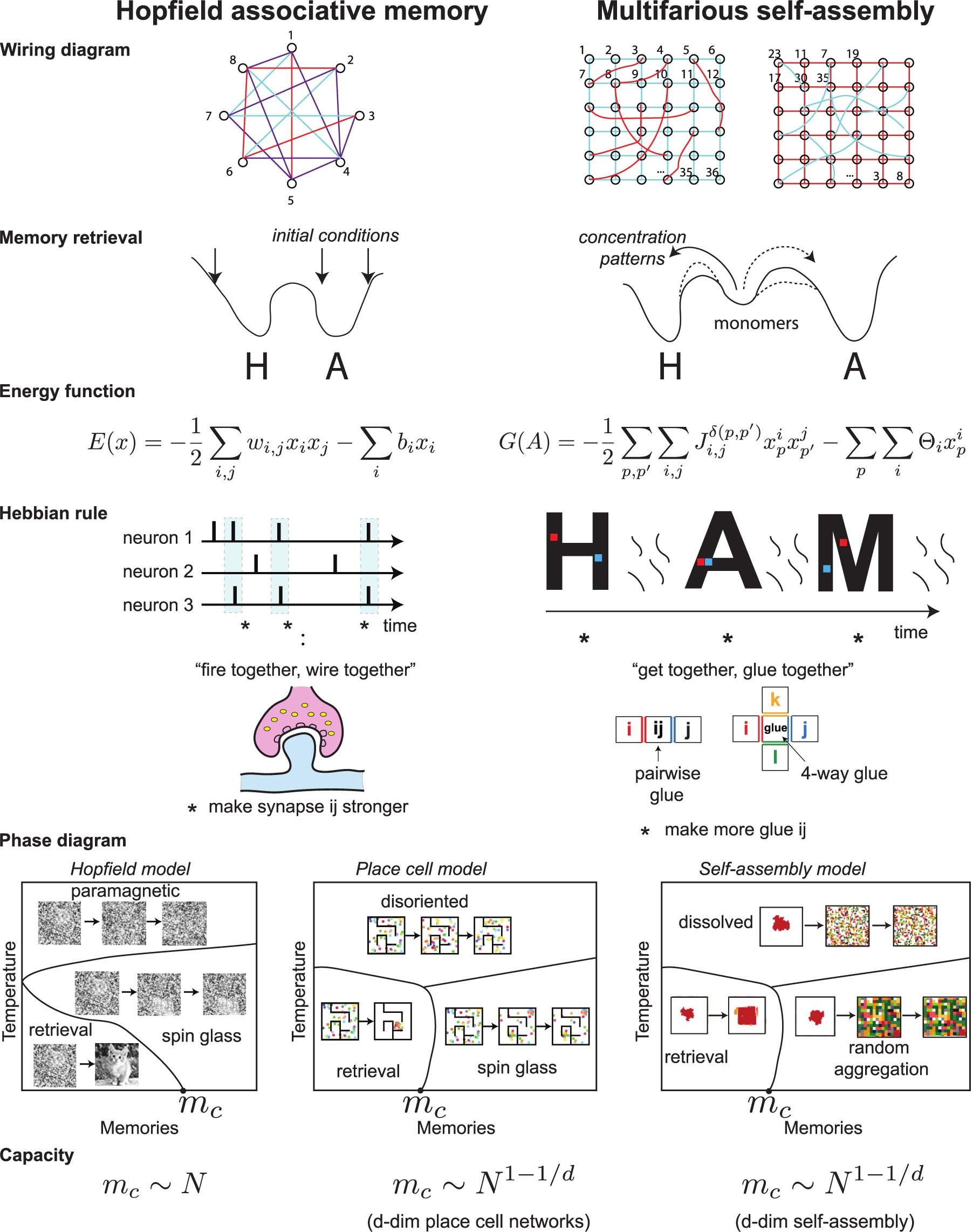 Extended Data Fig. 1: Parallels and differences between neural network models and self-assembly models as exemplars of collective behaviour.
