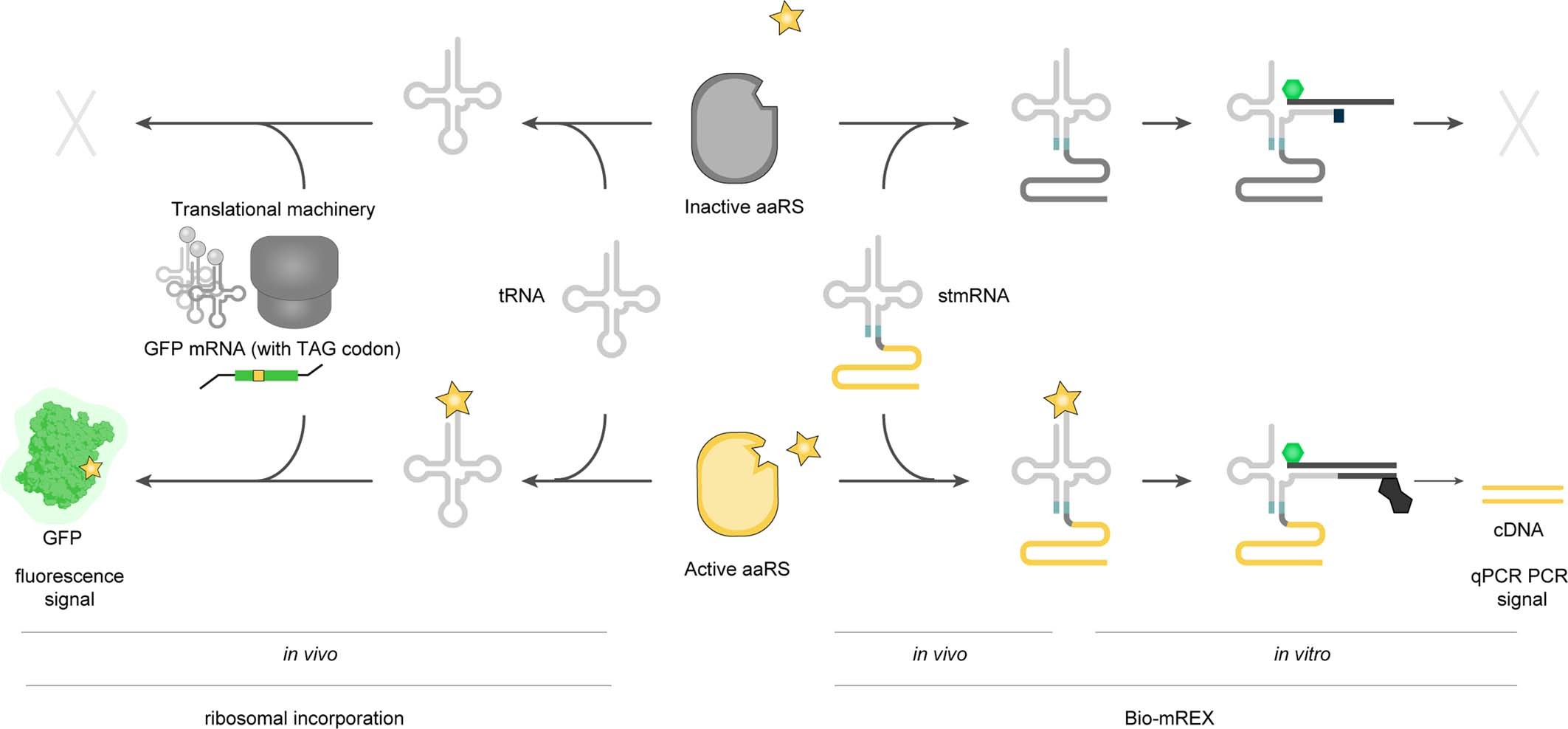 Extended Data Fig. 3: Relationship between cDNA retrieved from bio-mREX and fluorescence obtained from in vivo genetic code expansion.