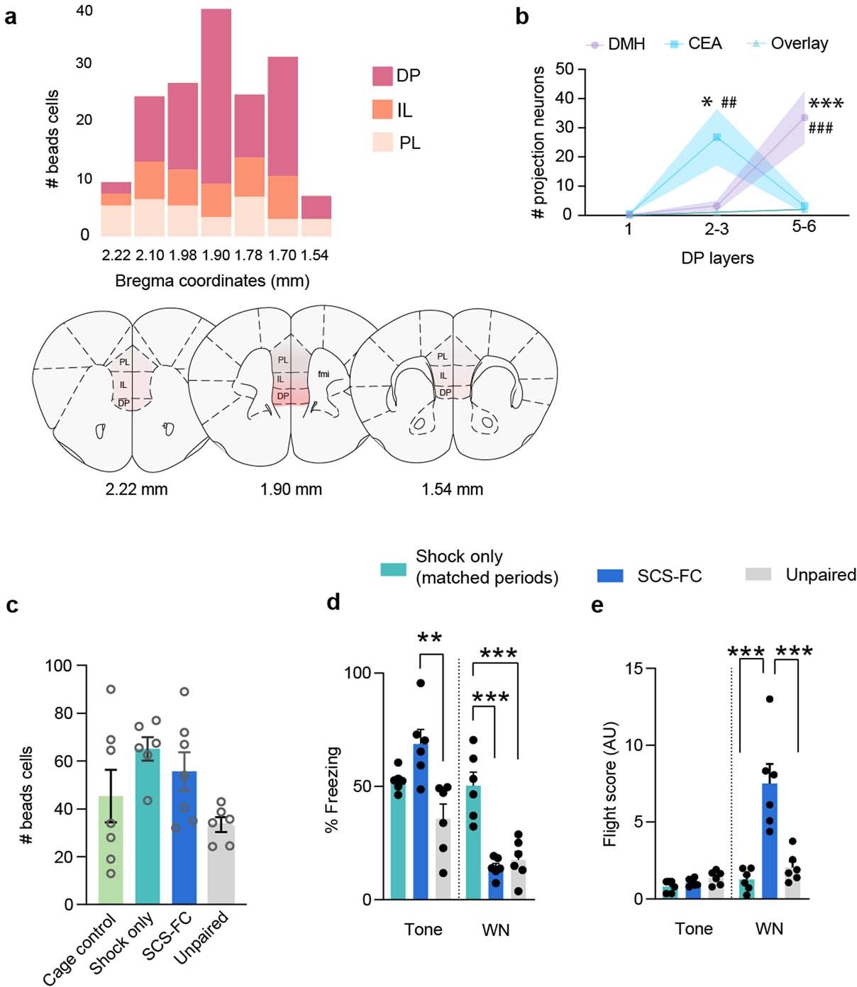 Extended Data Fig. 1: (Data related to Fig. 1): Neuroanatomy of the DP-CeA pathway.