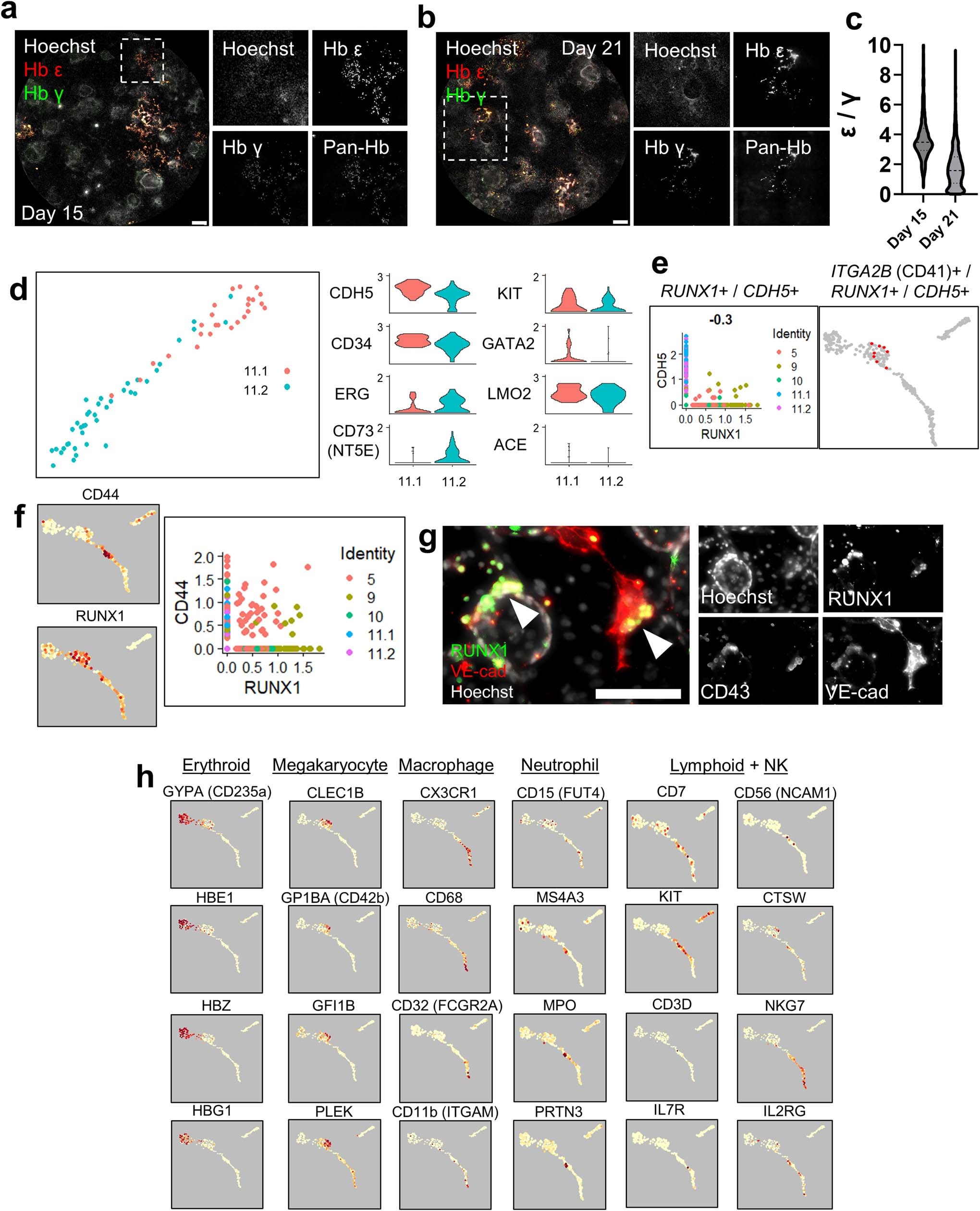 Extended Data Fig. 10: Hematopoietic cell composition in heX-embryoids.