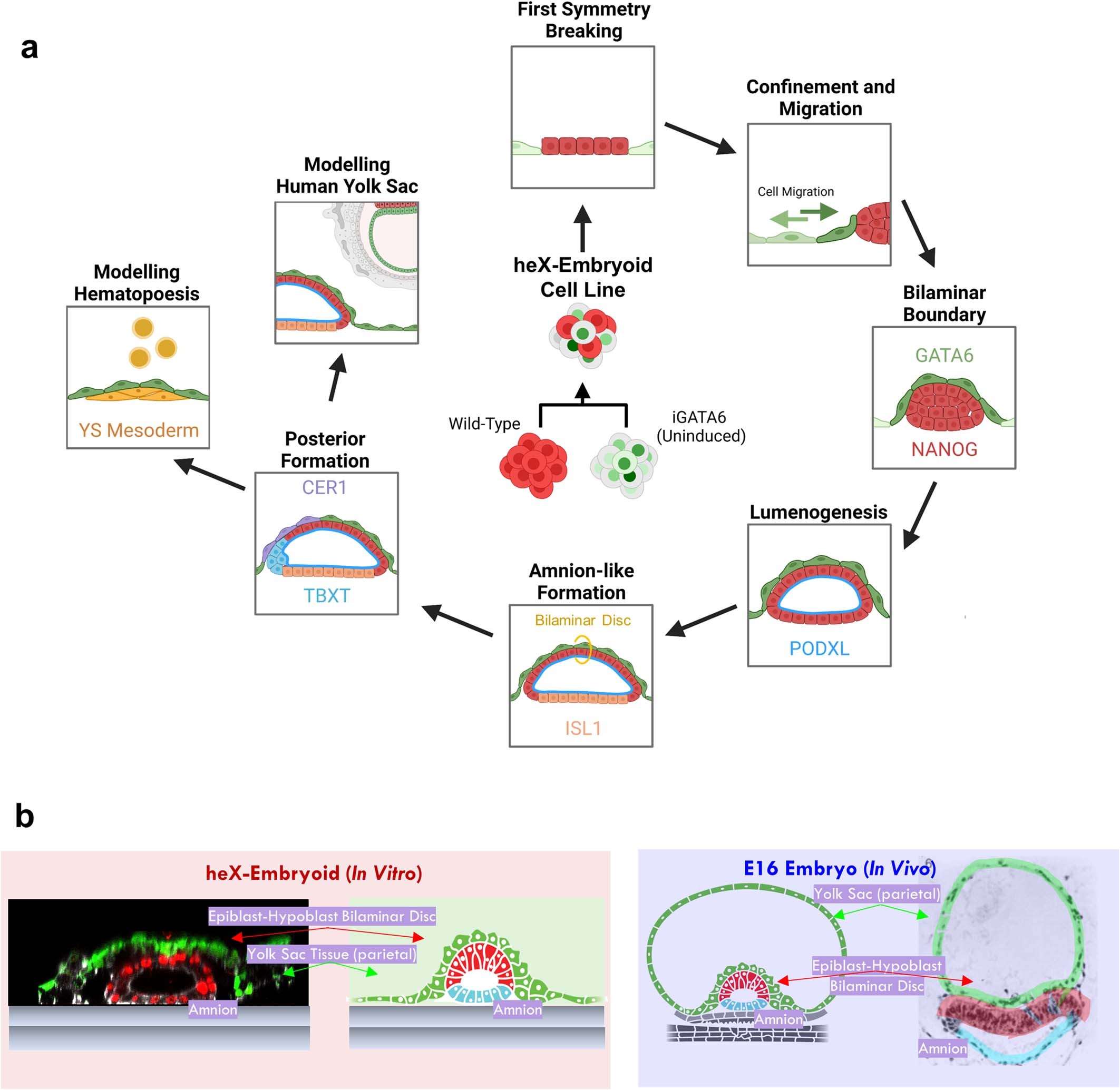 Extended Data Fig. 11: heX-embryoid formation from hiPSCs to model human early post-implantation development in vitro.