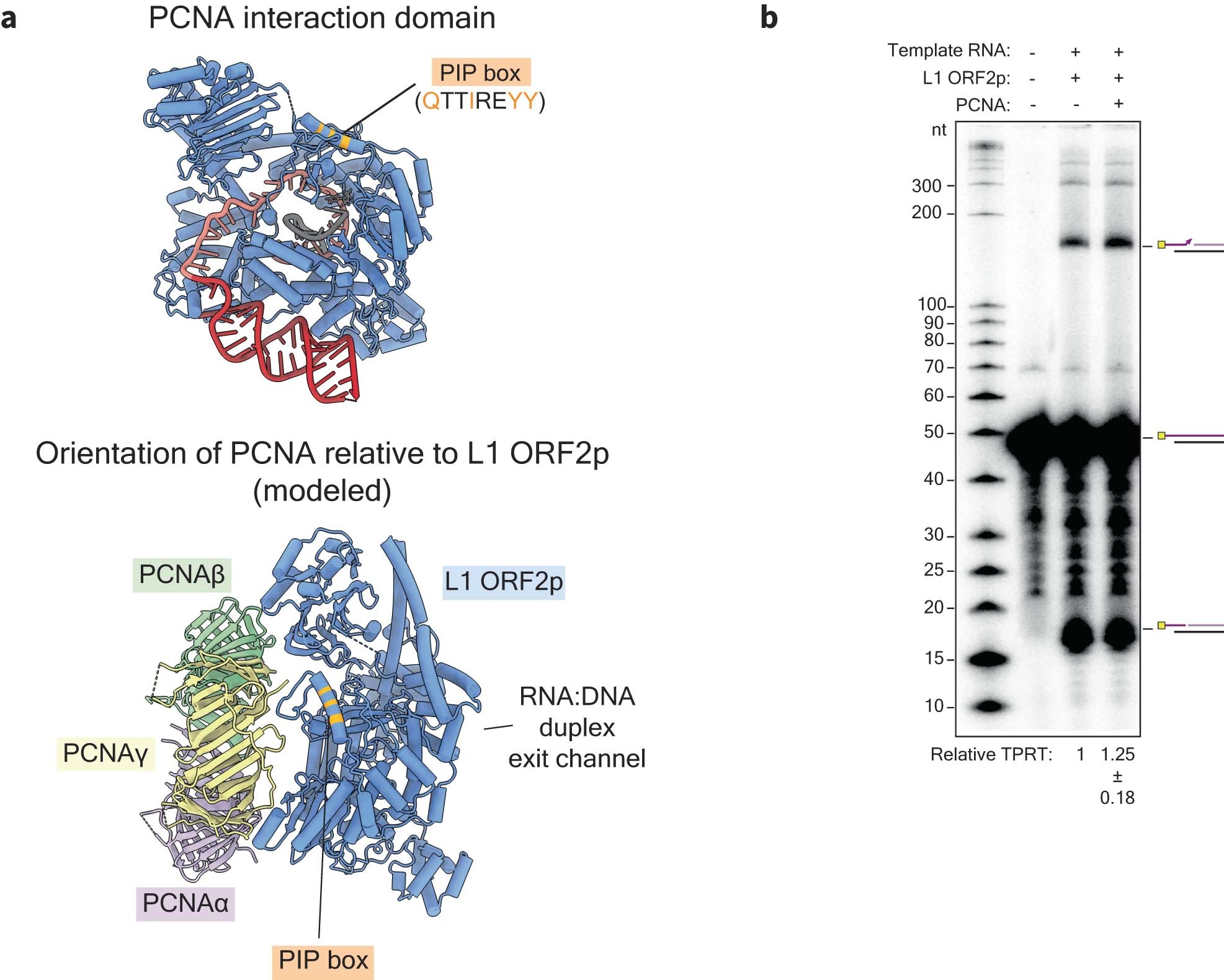 Extended Data Fig. 10: Proposed configuration of PCNA interaction with L1 ORF2p.