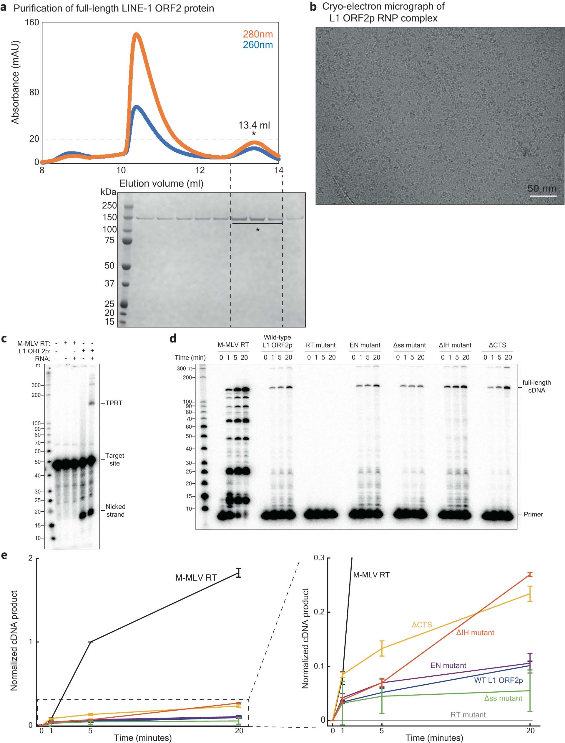 Extended Data Fig. 1: Purification, electron microscopy and reverse transcriptase activity of human L1 ORF2p and mutants.