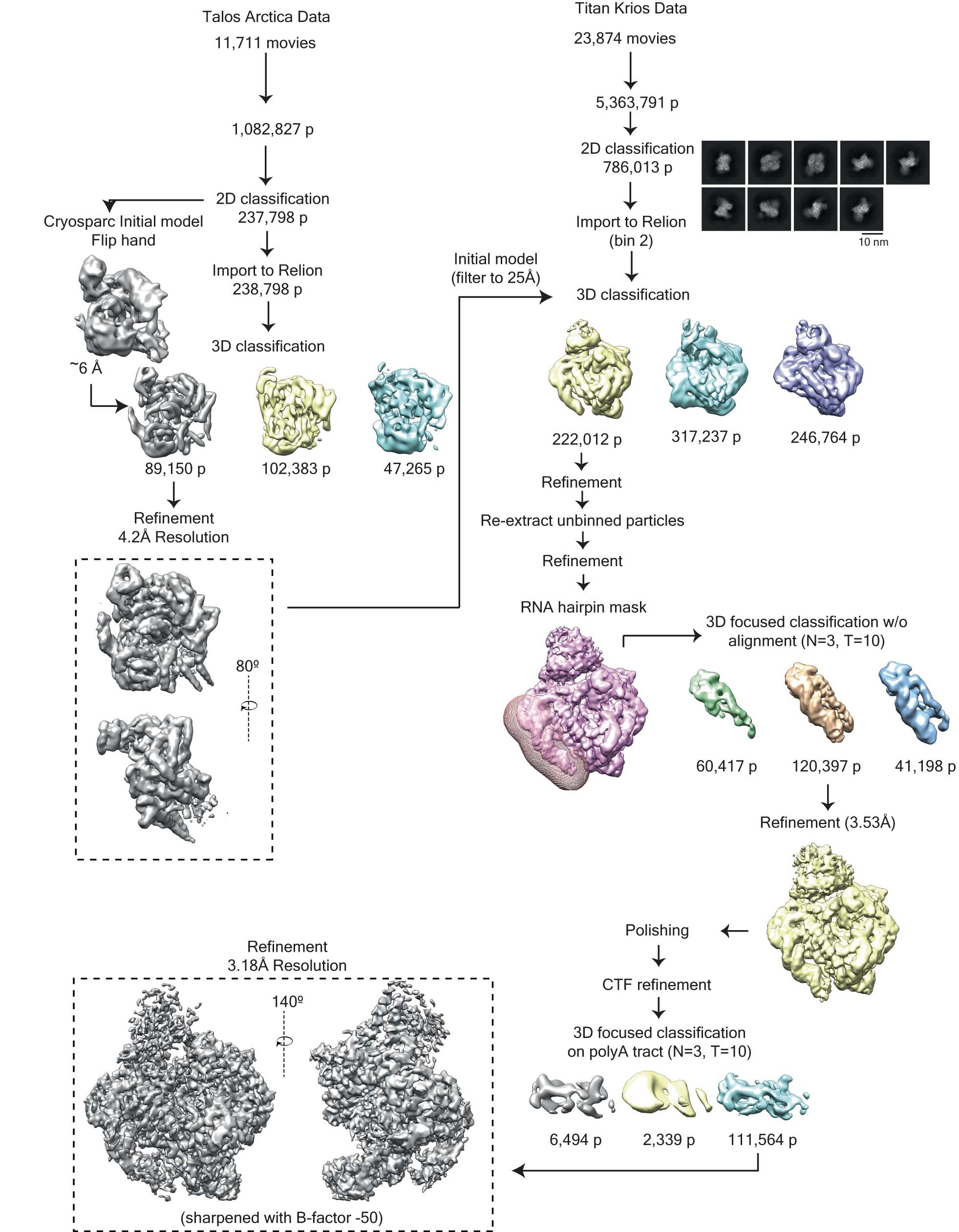Extended Data Fig. 3: Cryo-EM data processing for L1 ORF2p RNP complex bound to synthetic template RNA.