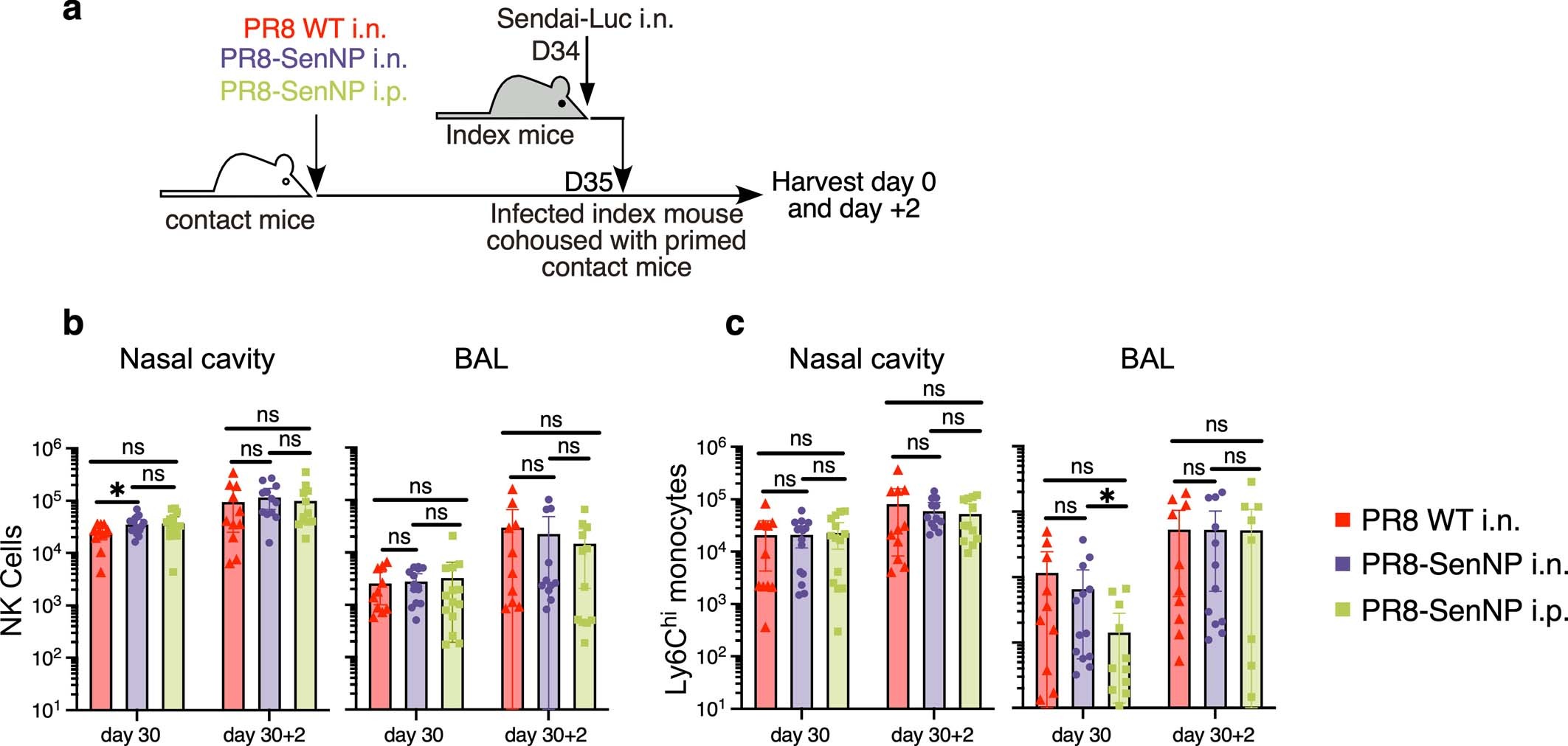 Extended Data Fig. 5: Immunization does not alter influx of NK cells and monocytes following Sendai virus transmission.