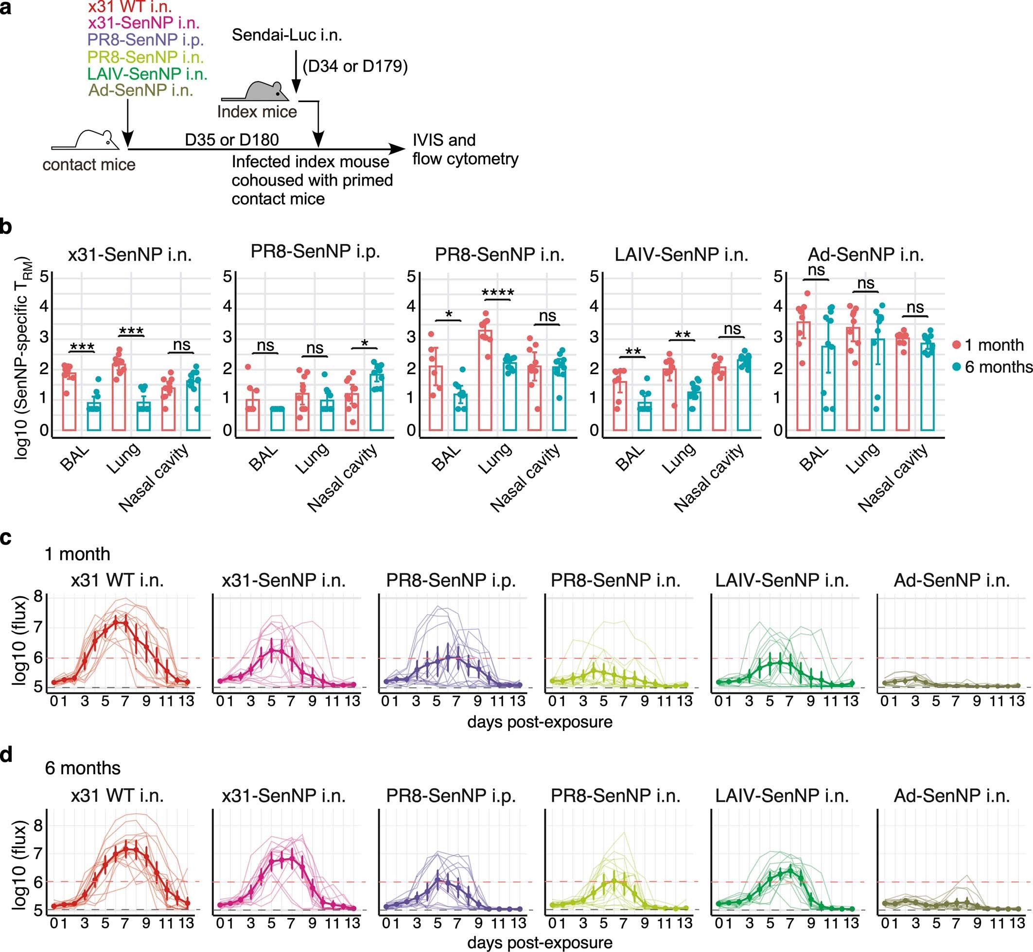 Extended Data Fig. 6: Sendai-specific TRM numbers and assessment of transmission under different immunization strategies at 1- and 6-months post-immunization.