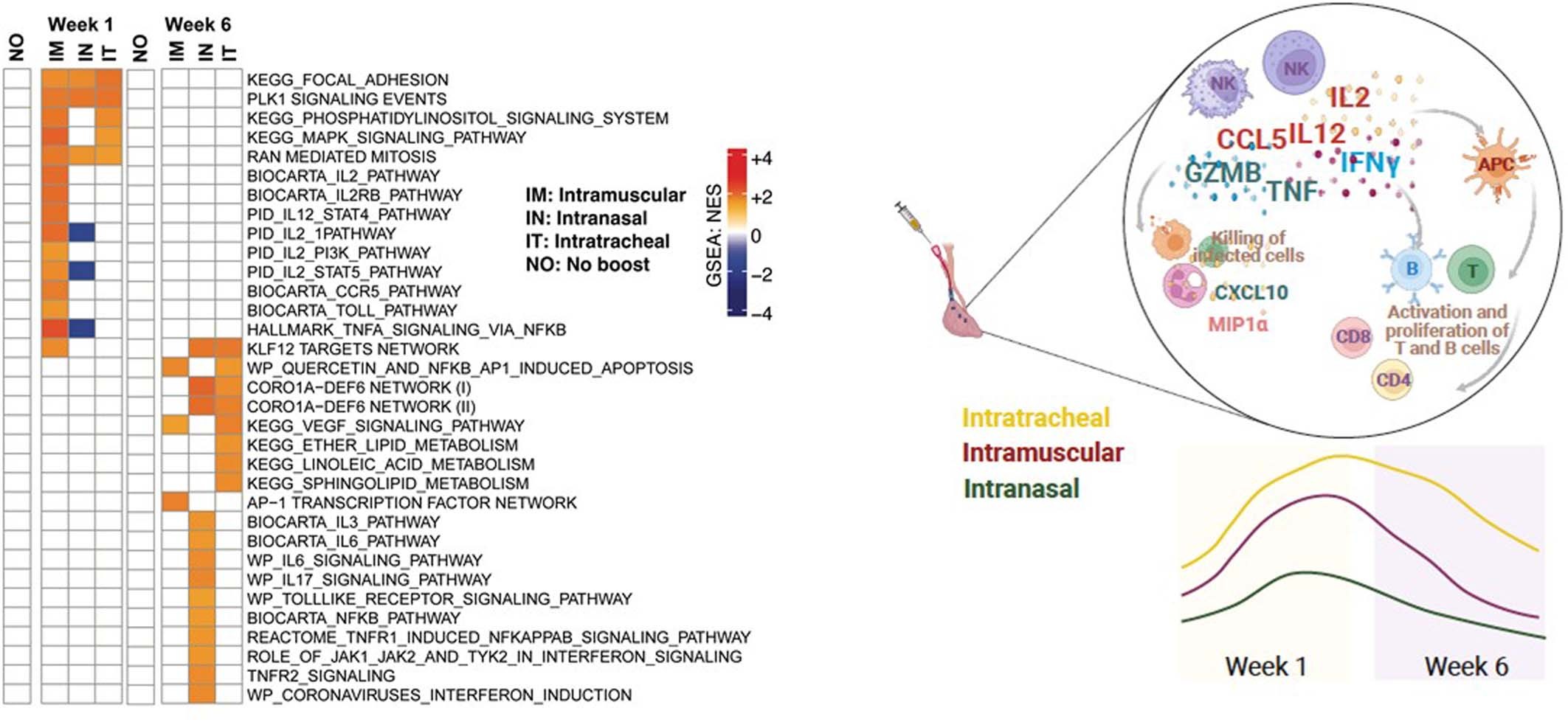 Extended Data Fig. 10: Additional transcriptomics analyses in the BAL.