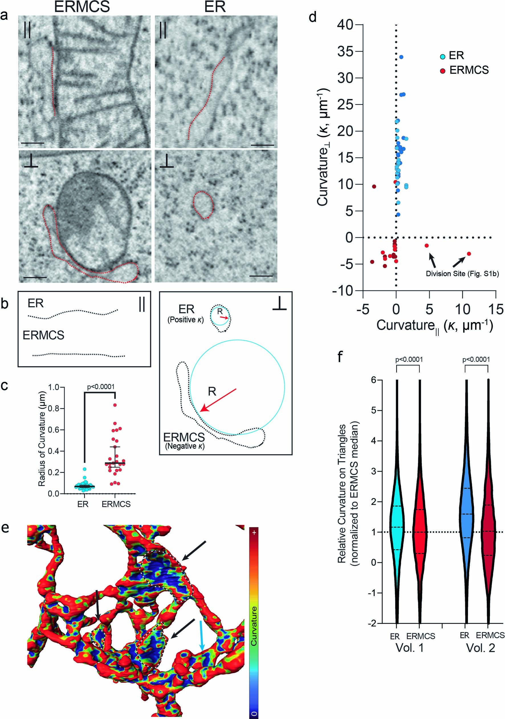 Extended Data Fig. 7: Changes in ER curvature within ERMCSs.