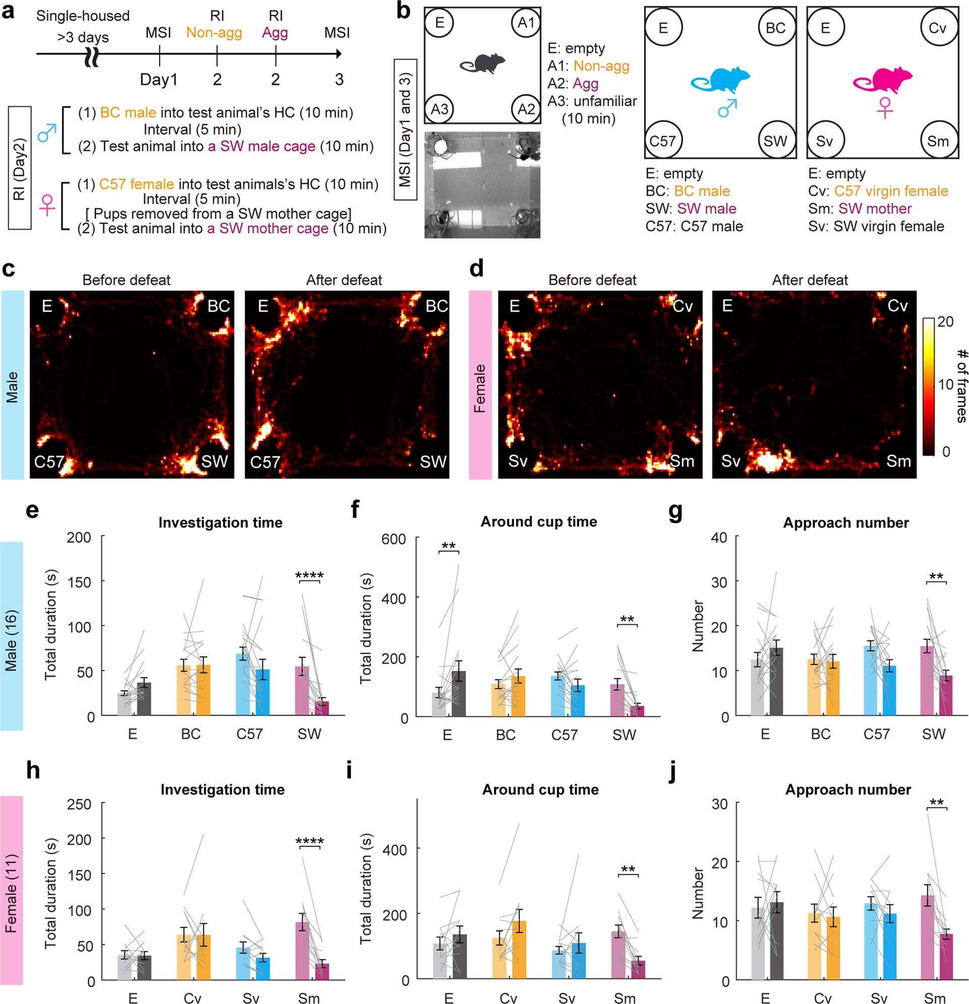 Extended Data Fig. 2: Defeated animals do not avoid conspecifics with genetic backgrounds different from the aggressor.
