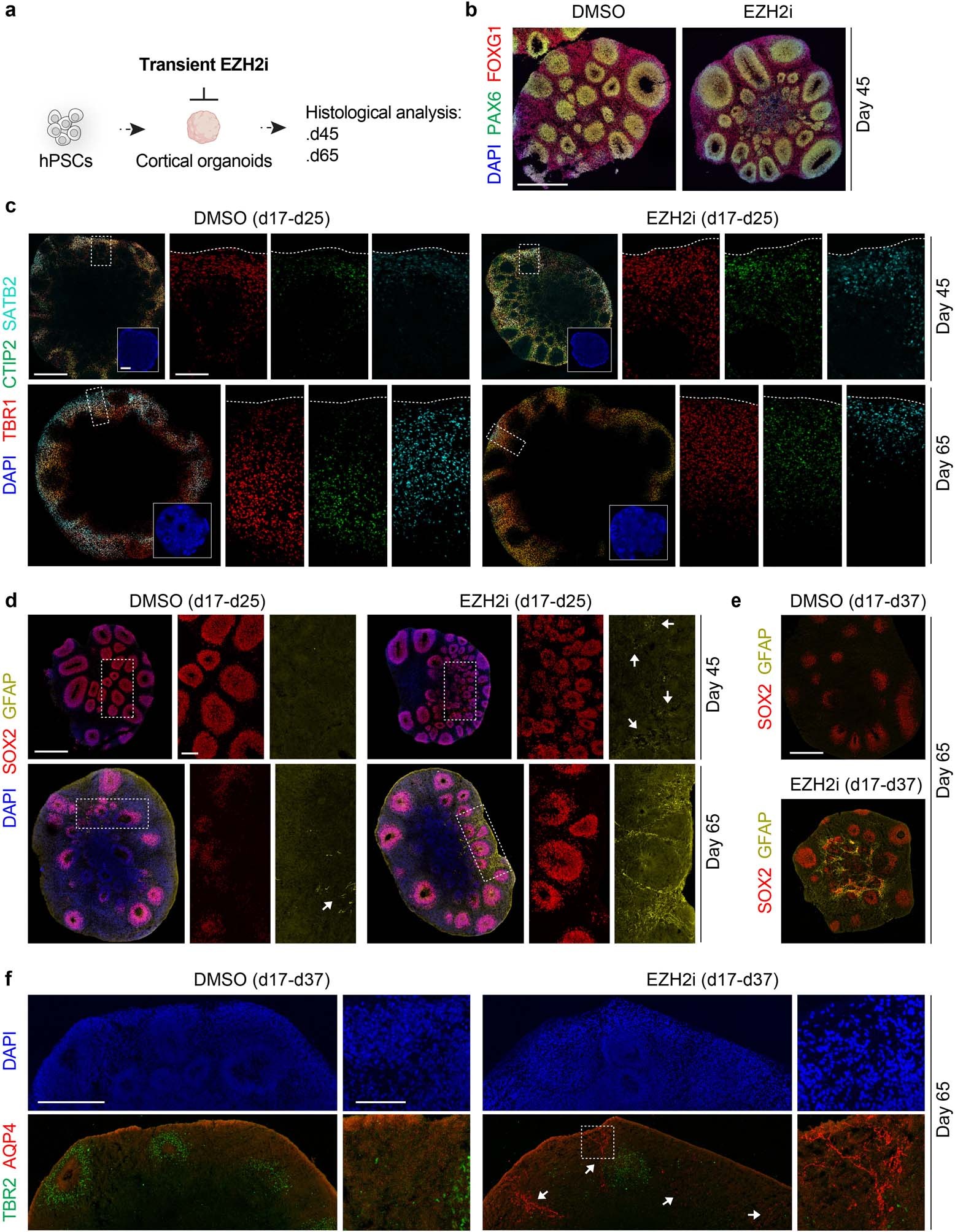 Extended Data Fig. 8: EZH2i accelerates cell-fate specification under spontaneous neurogenesis in human cortical 3D organoids.