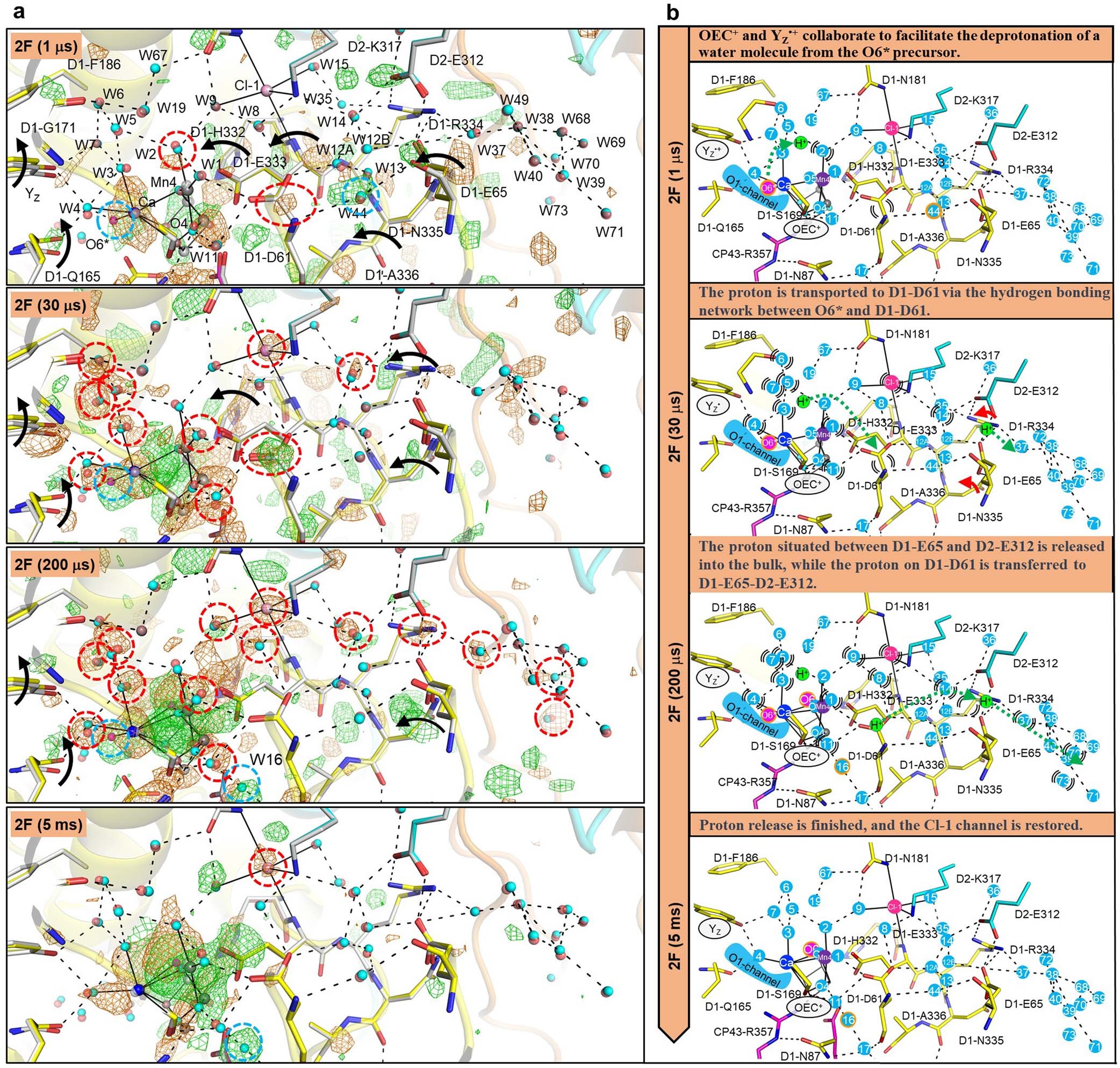 Extended Data Fig. 8: Structural changes at the Cl-1 channel and proton release pathways after 2F.