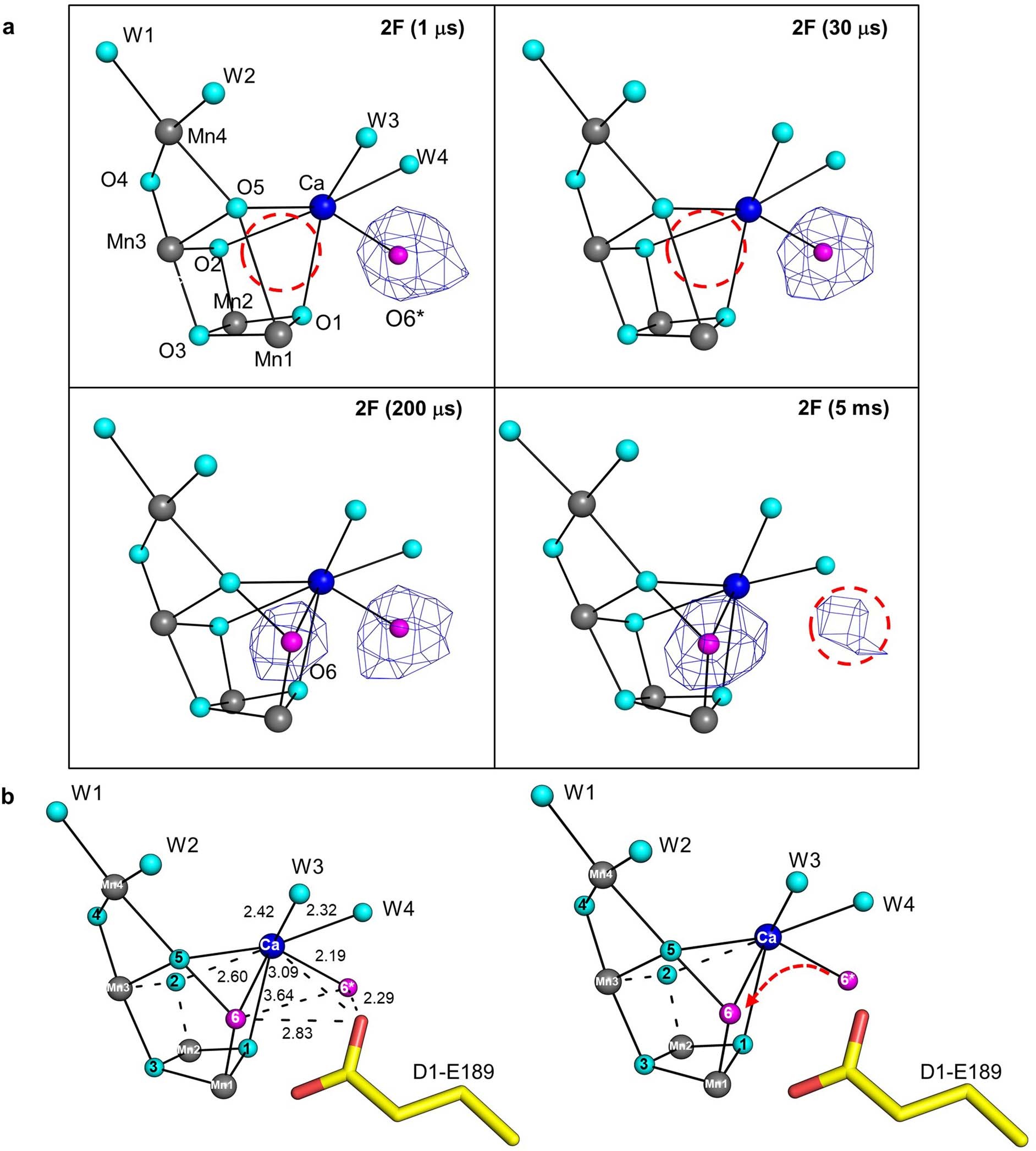 Extended Data Fig. 4: Translocation of O6* to O6.