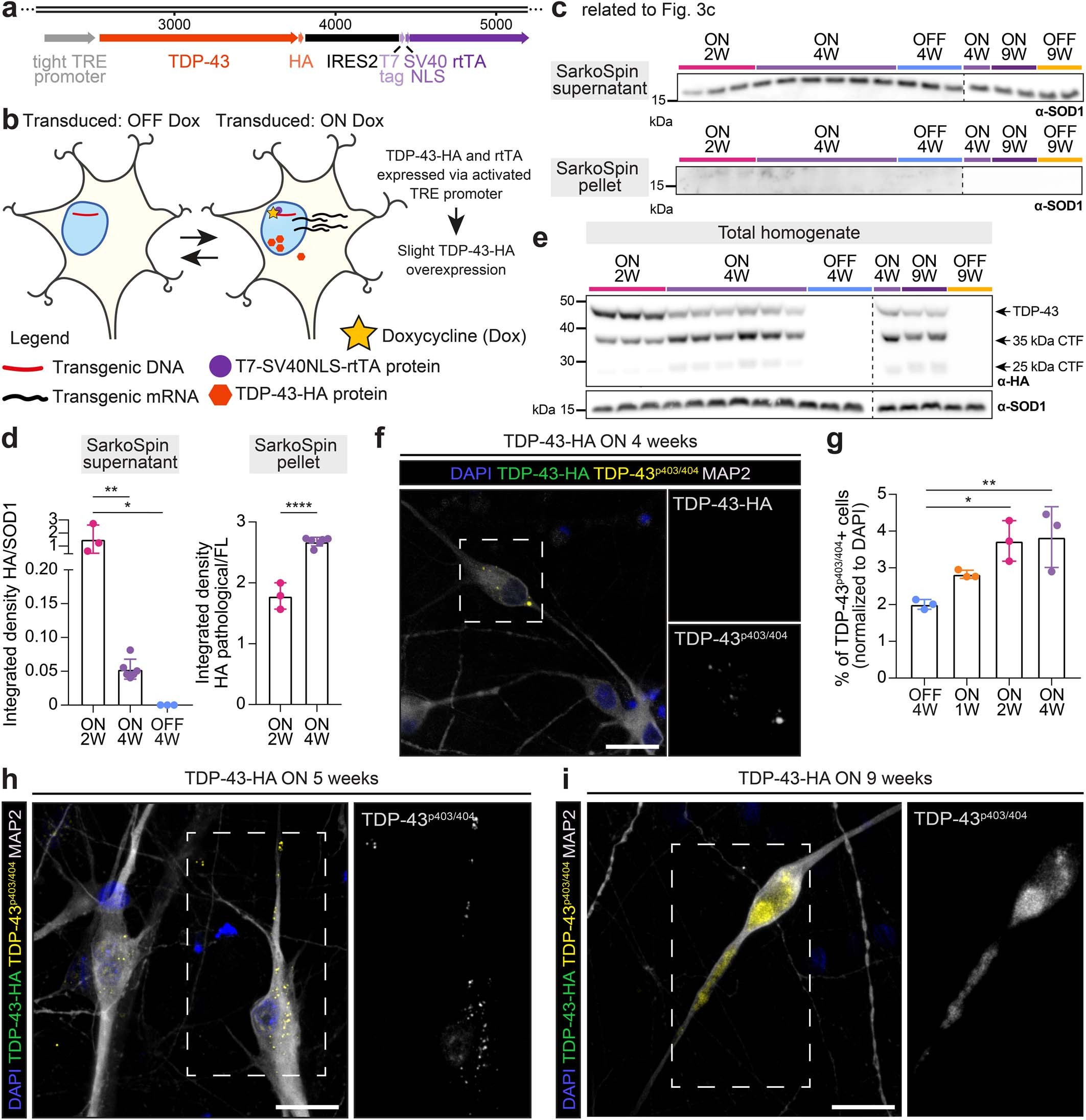 Extended Data Fig. 5: TDP-43-HA-induced pathology in iNets.