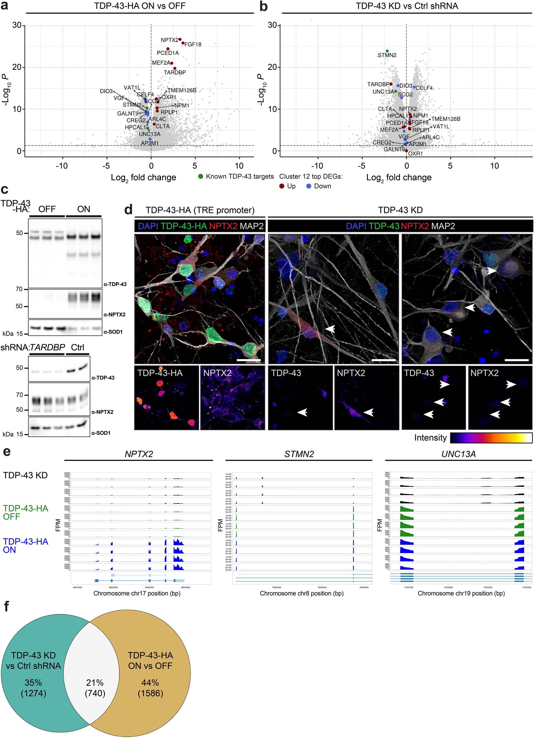 Extended Data Fig. 8: Mechanism of NPTX2 upregulation in iNets with TDP-43-HA-driven proteinopathy.