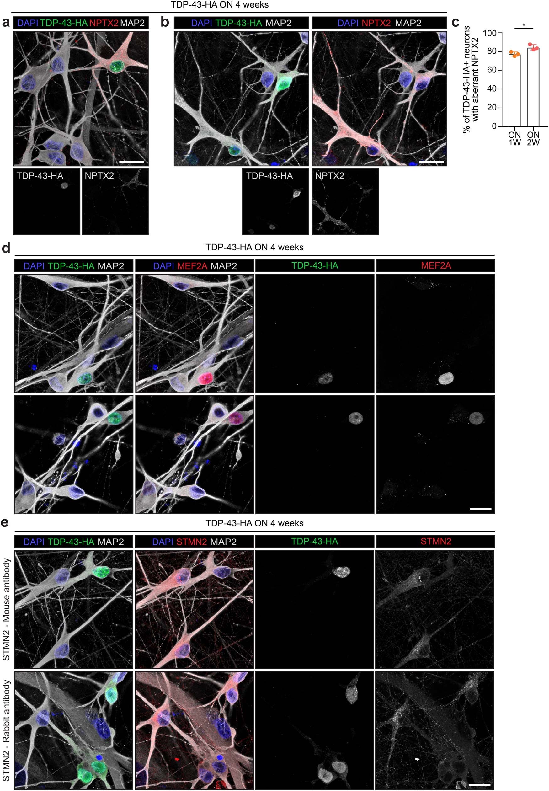 Extended Data Fig. 10: Immunofluorescence of cluster 12 misregulated genes in iNets overexpressing TDP-43-HA.