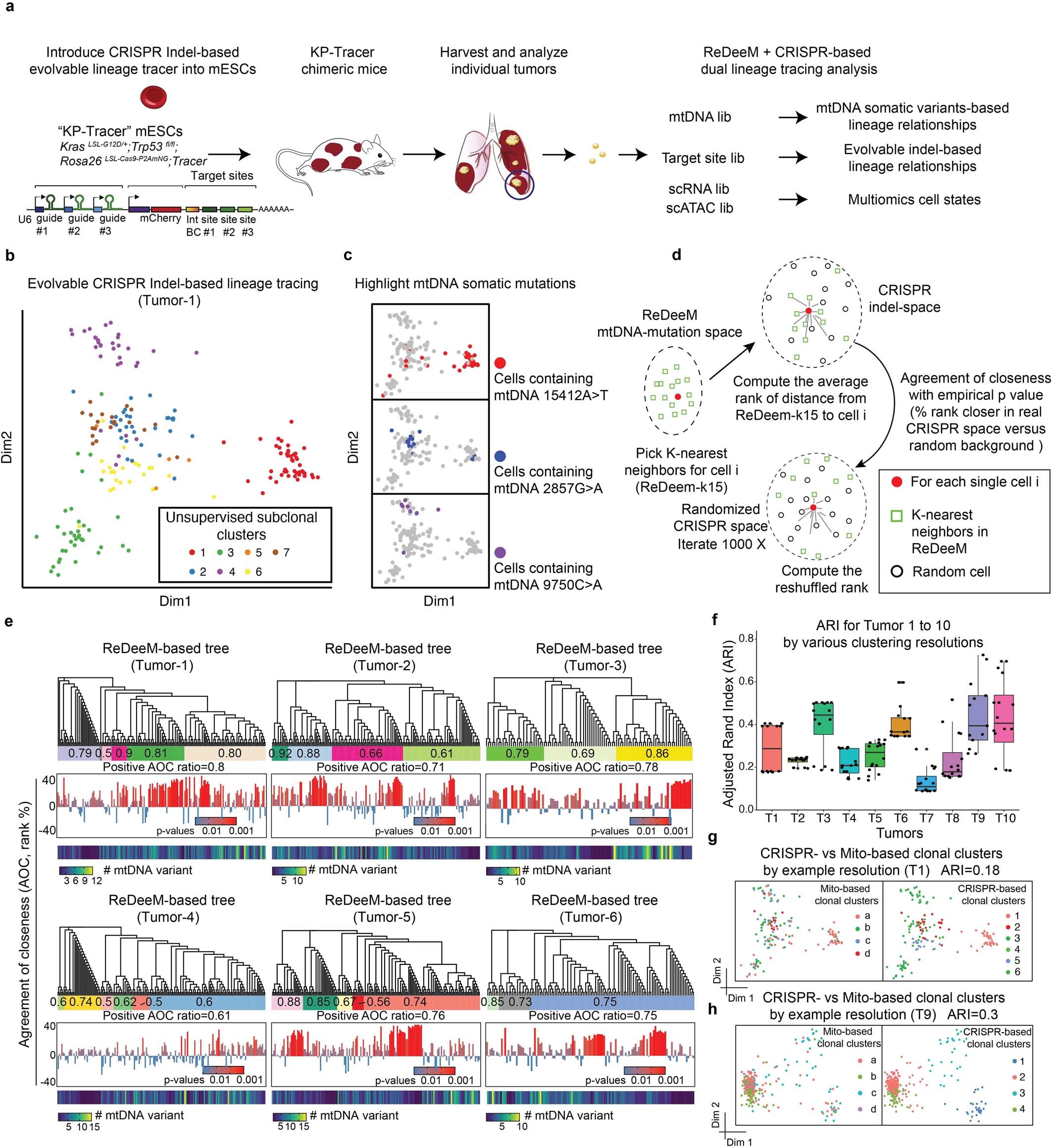 Extended Data Fig. 5: Validation of ReDeeM lineage tracing via dual-tracer experiment.