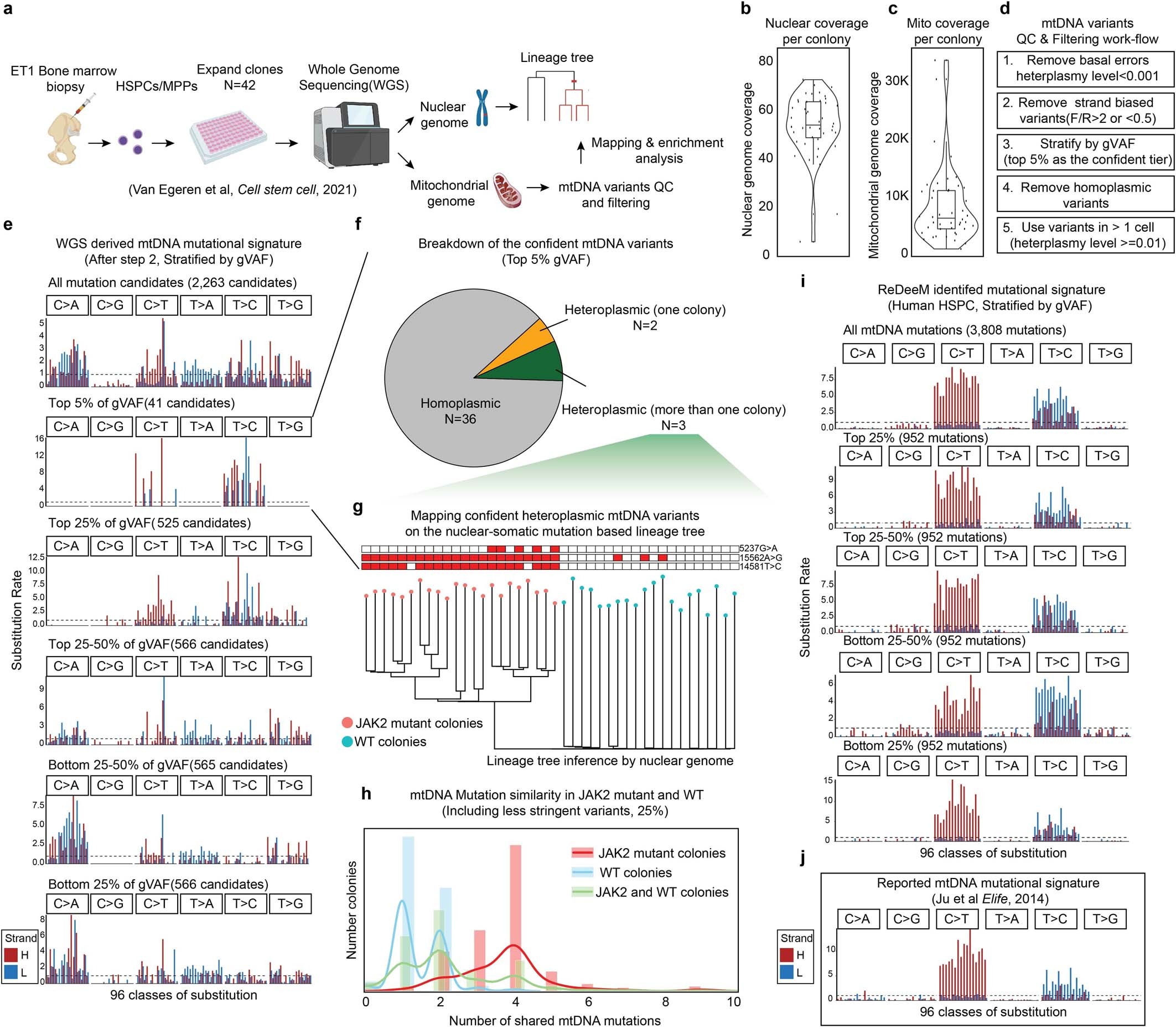 Extended Data Fig. 6: Mitochondrial mutation analysis in single colony WGS data.