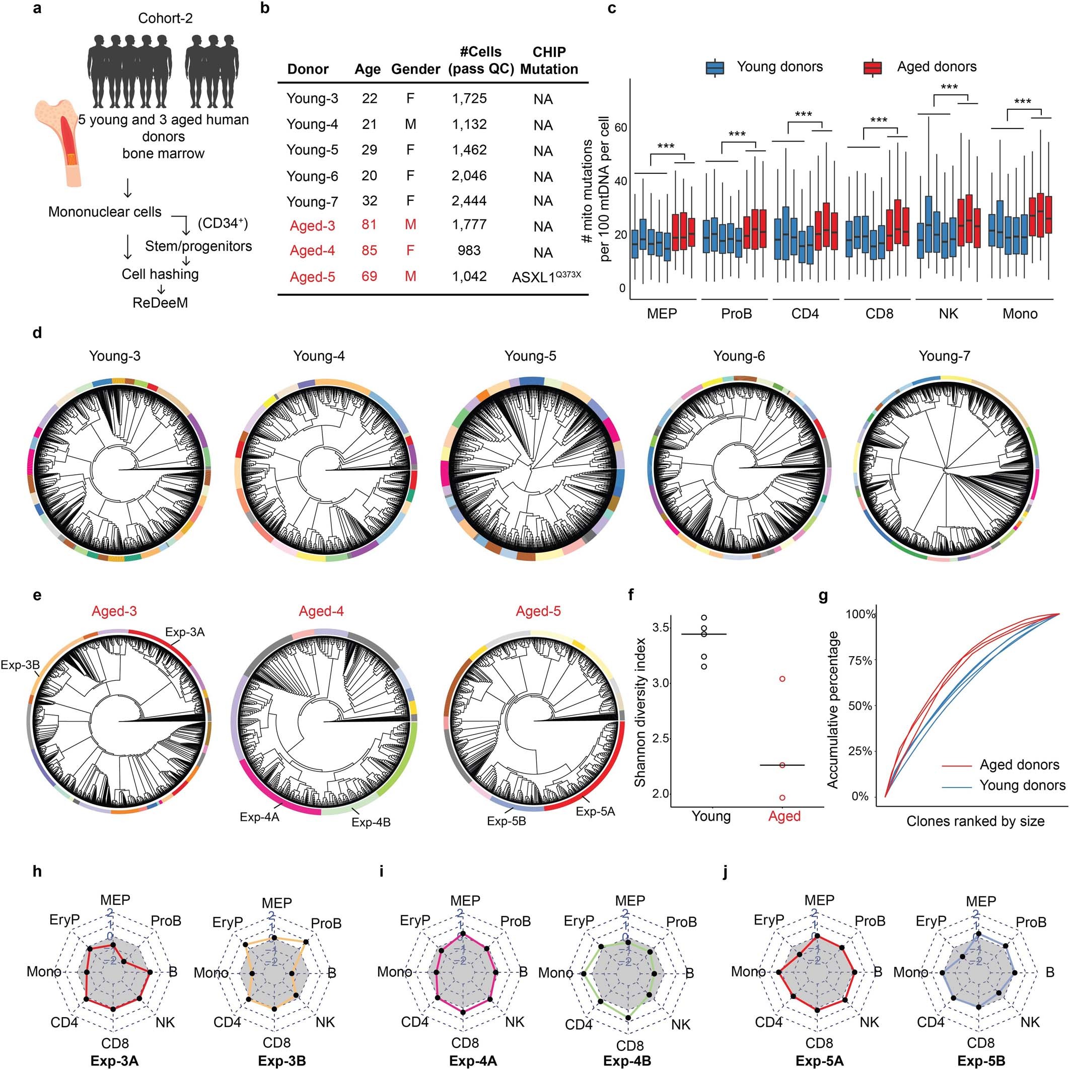 Extended Data Fig. 10: ReDeeM phylogenetic analysis for extended young and aged donors.