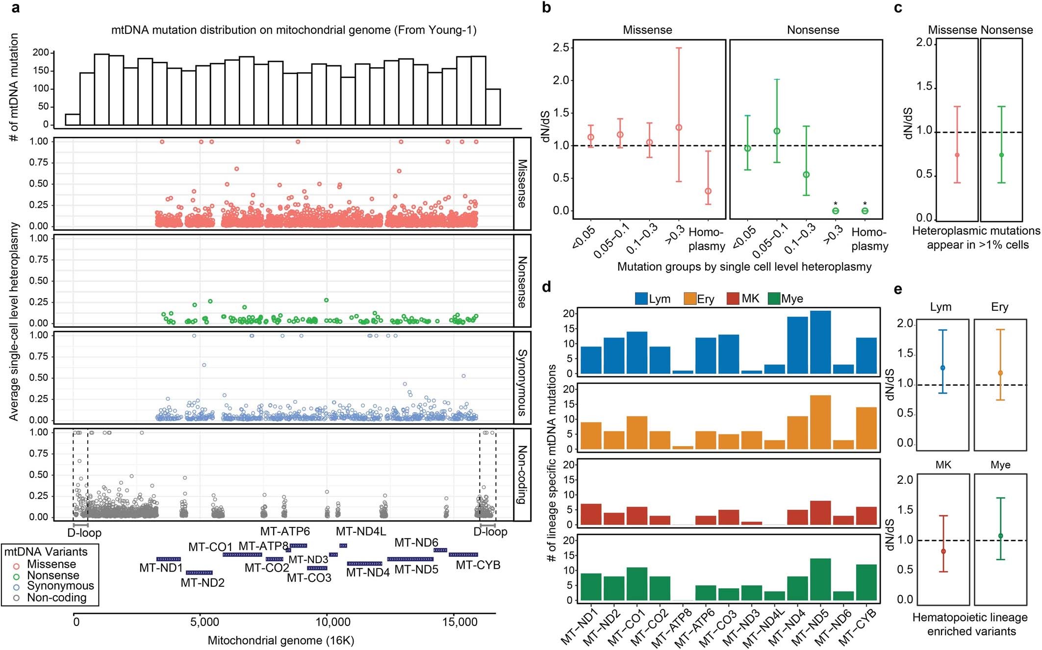 Extended Data Fig. 4: Potential functional impacts of mitochondrial mutations.