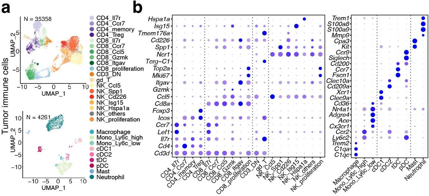 Extended Data Fig. 6: Annotation of single cells collected from mouse tumours.