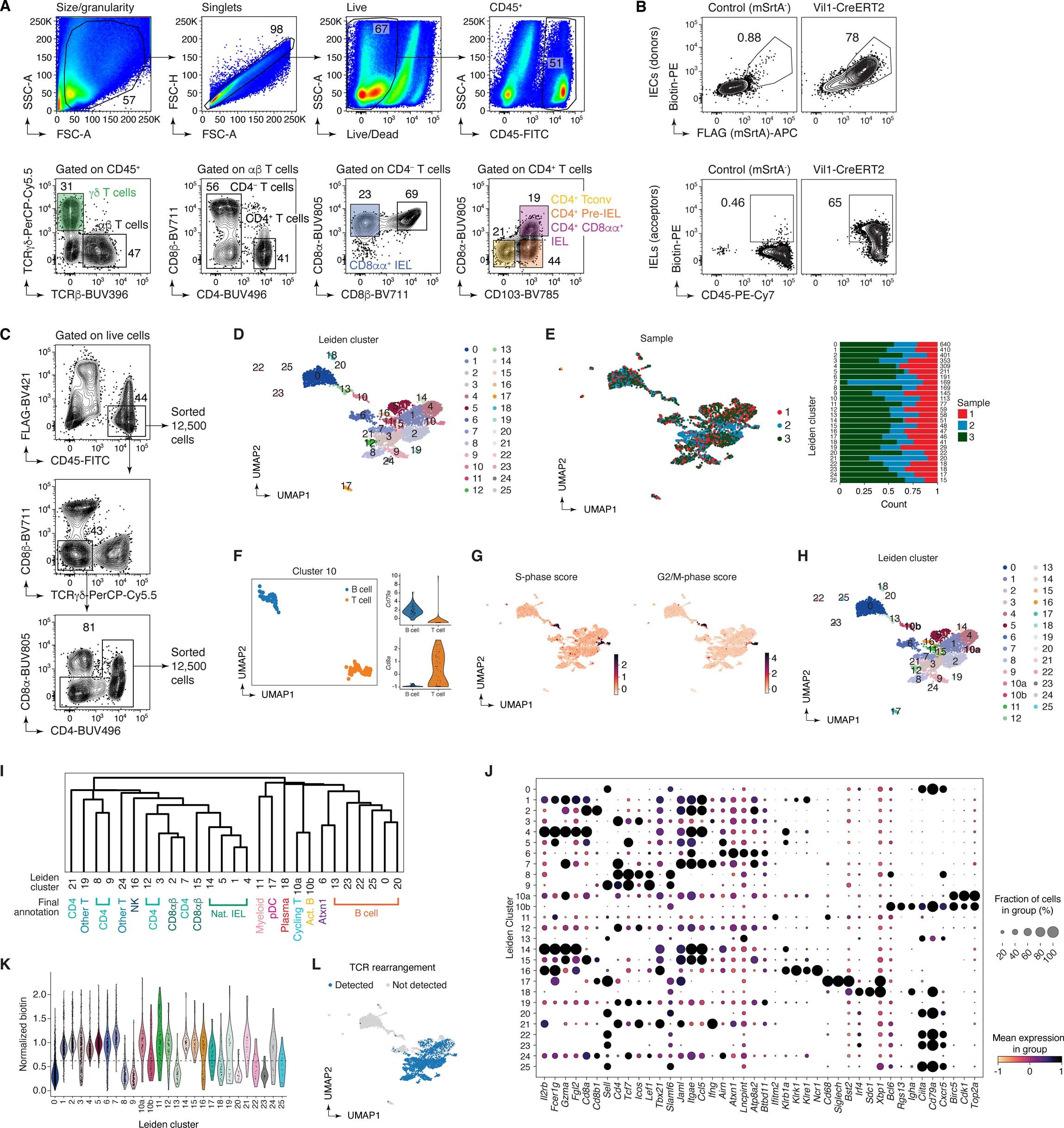 Extended Data Fig. 6: uLIPSTIC to study epithelial cell – immune cell interactions in the gut.