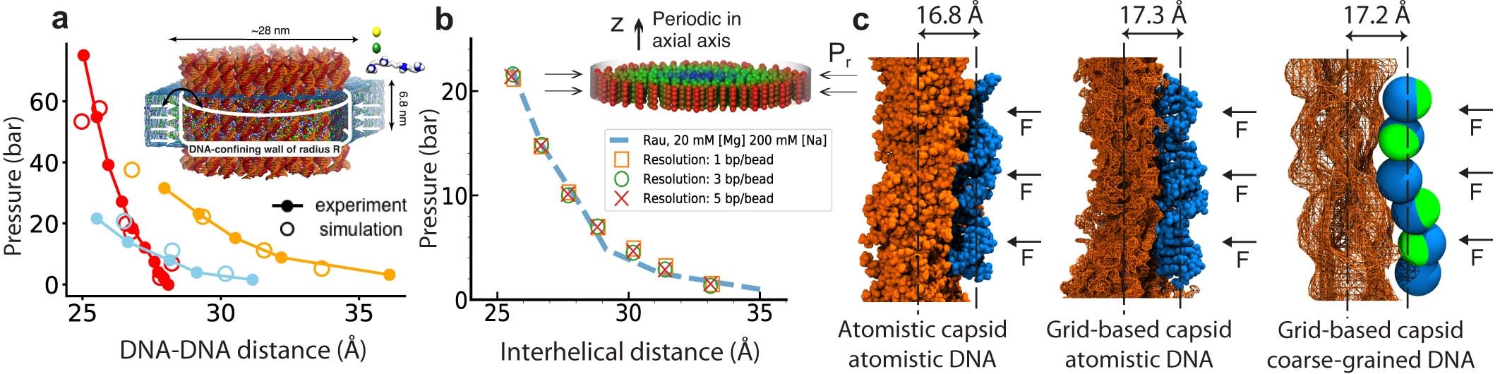 Extended Data Fig. 10: Multi-resolution model of DNA–DNA and DNA–protein interactions.