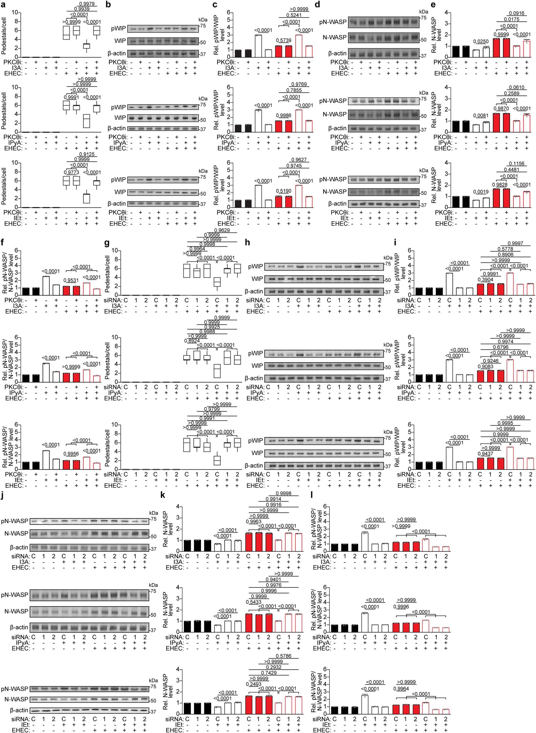 Extended Data Fig. 11: Effects of Trp metabolites depend on protein kinase C (PKC)-θ.