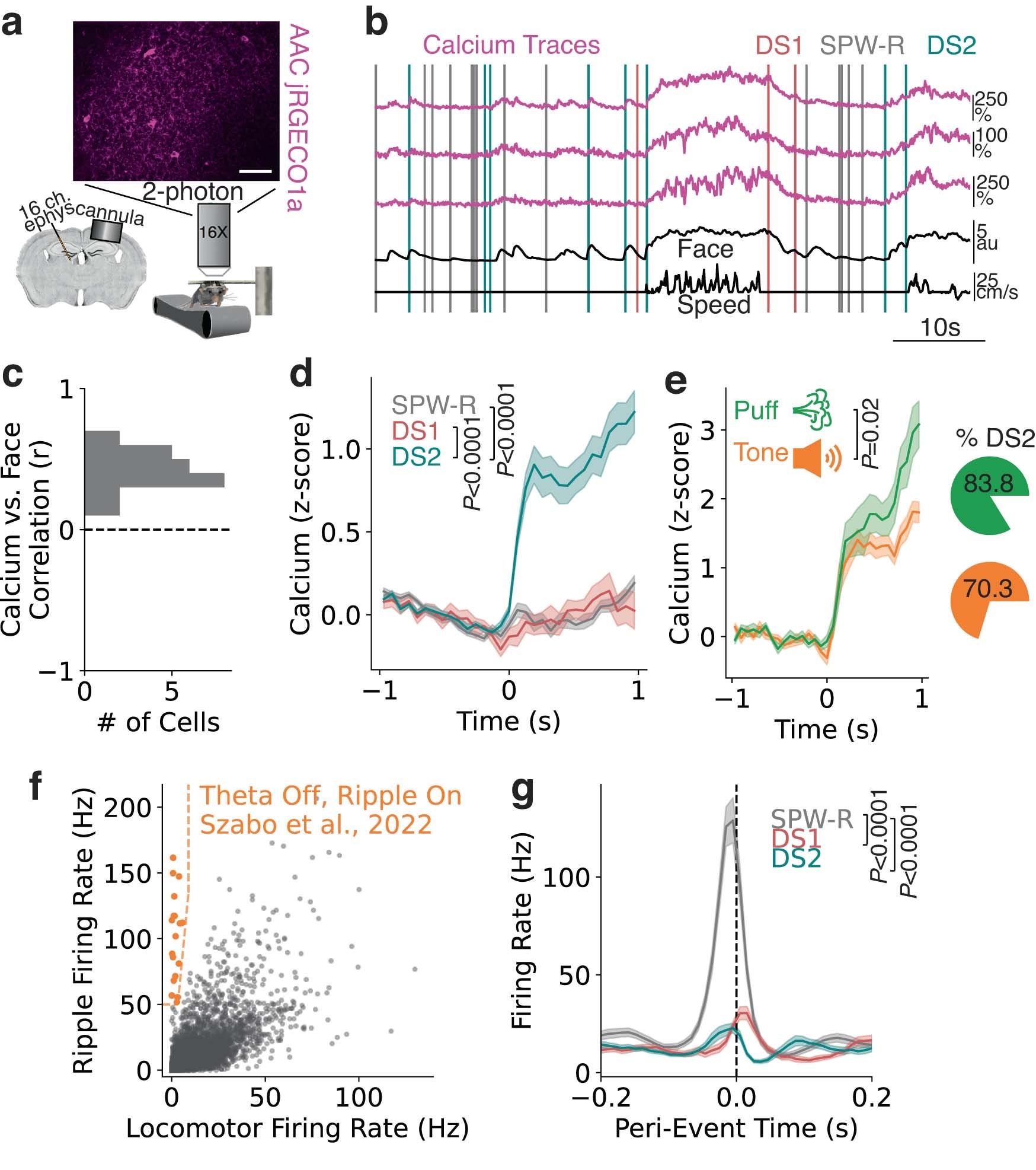 Extended Data Fig. 6: Selective activation of hippocampal GABAergic cells during DS2 vs. SPW-R.