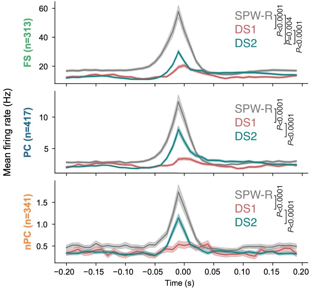 Extended Data Fig. 11: Mean CA1 firing rate during SPW-R, DS1, and DS2.