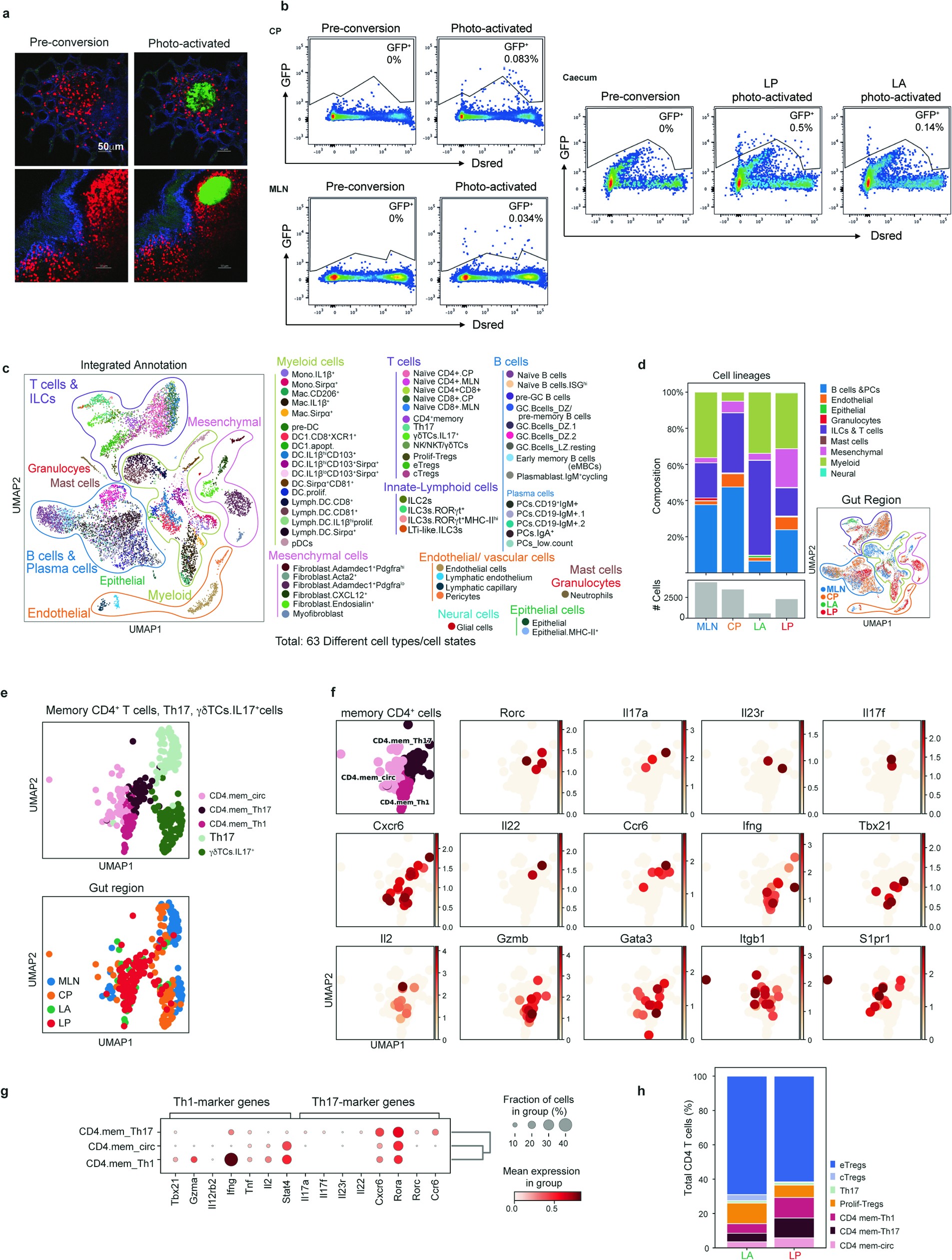 Extended Data Fig. 5: FACS cell sorting of photoactivated cells and tissue memory heterogeneity.