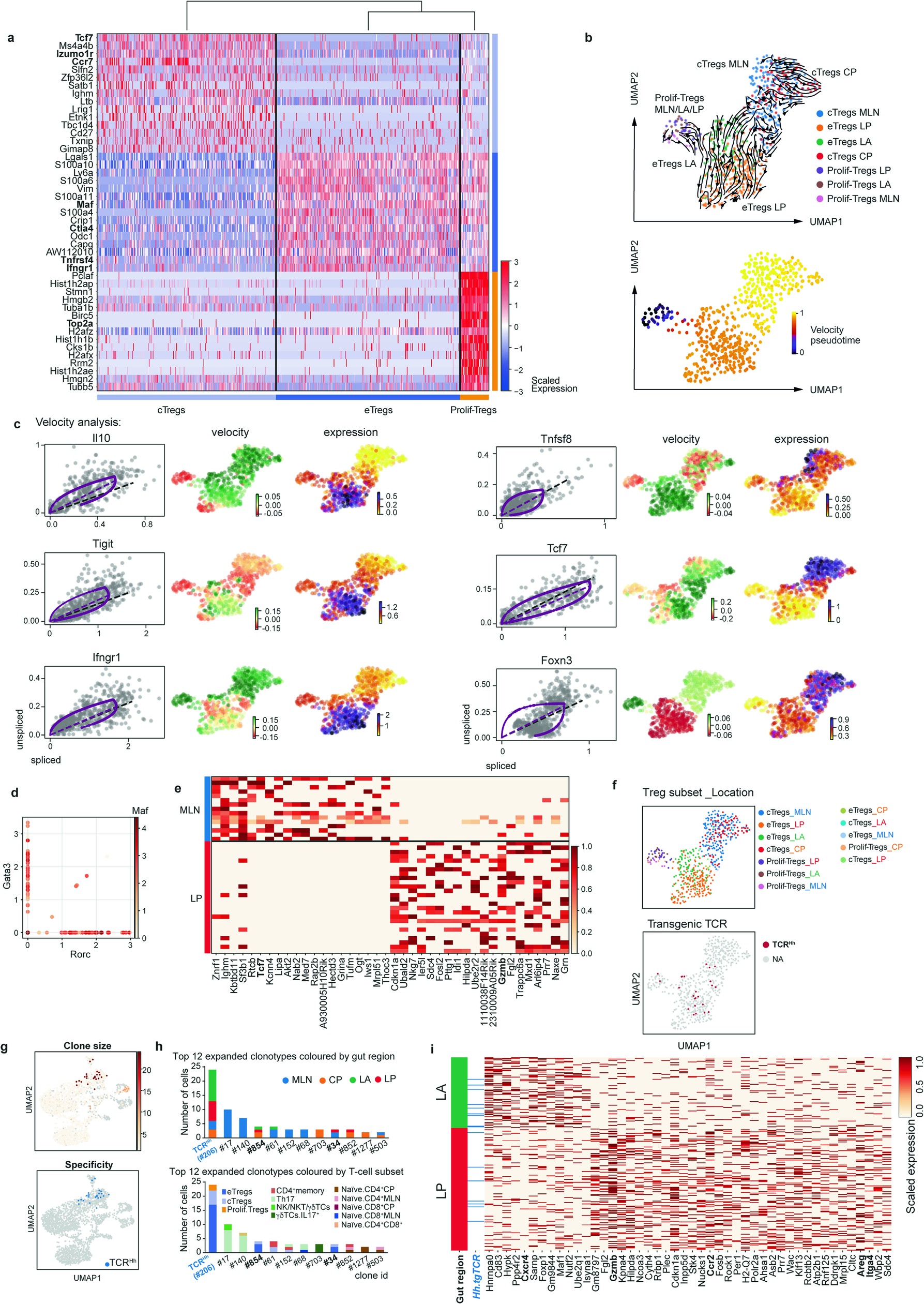 Extended Data Fig. 6: Developmental relationships between transcriptionally distinct cTregs, eTregs and proliferating Tregs.
