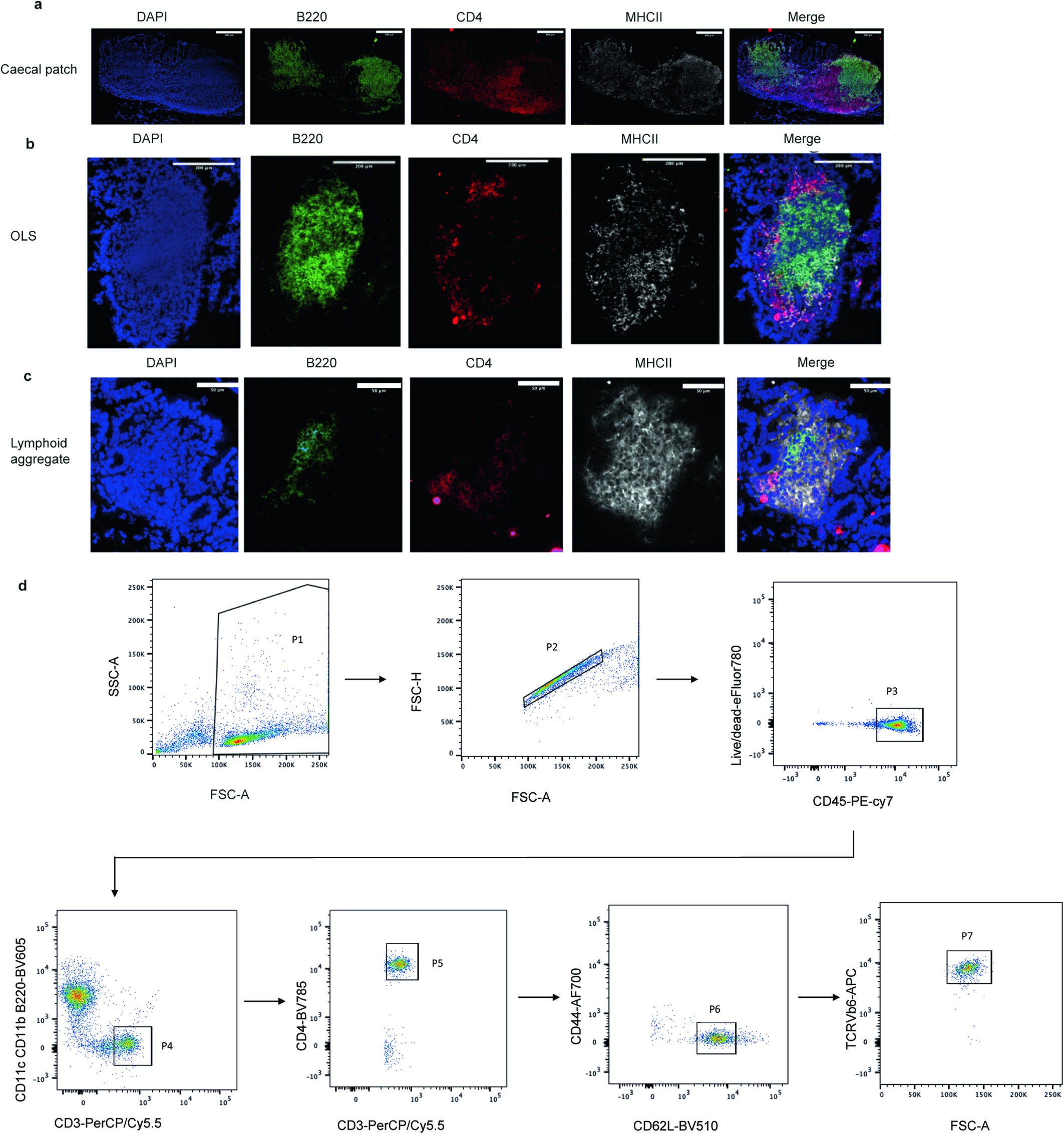 Extended Data Fig. 1: Immunofluorescent characterisation of intestinal lymphoid structures.