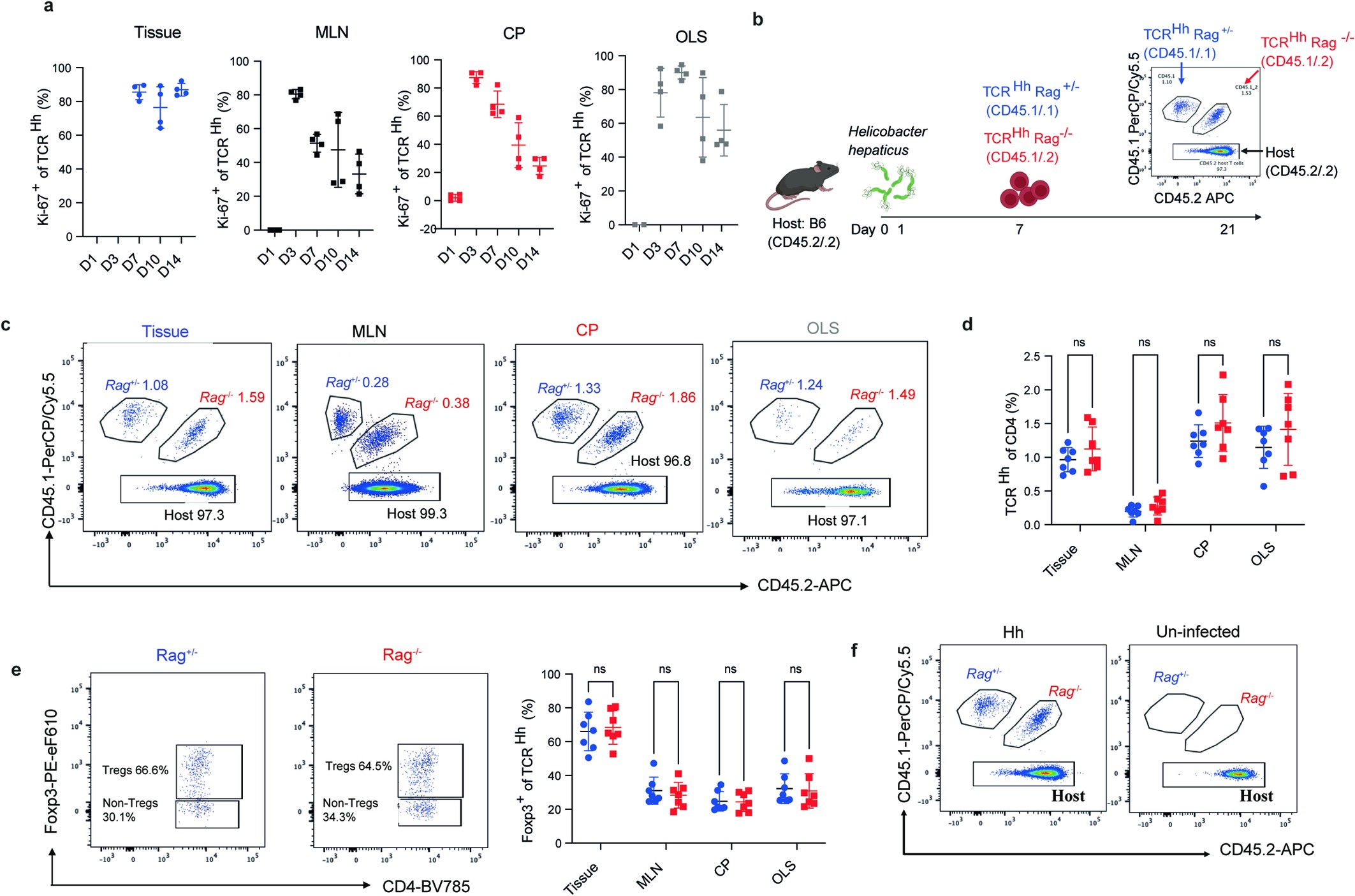Extended Data Fig. 2: TCRHh on a Rag1−/− background validates specificity of TCRHh to Hh.