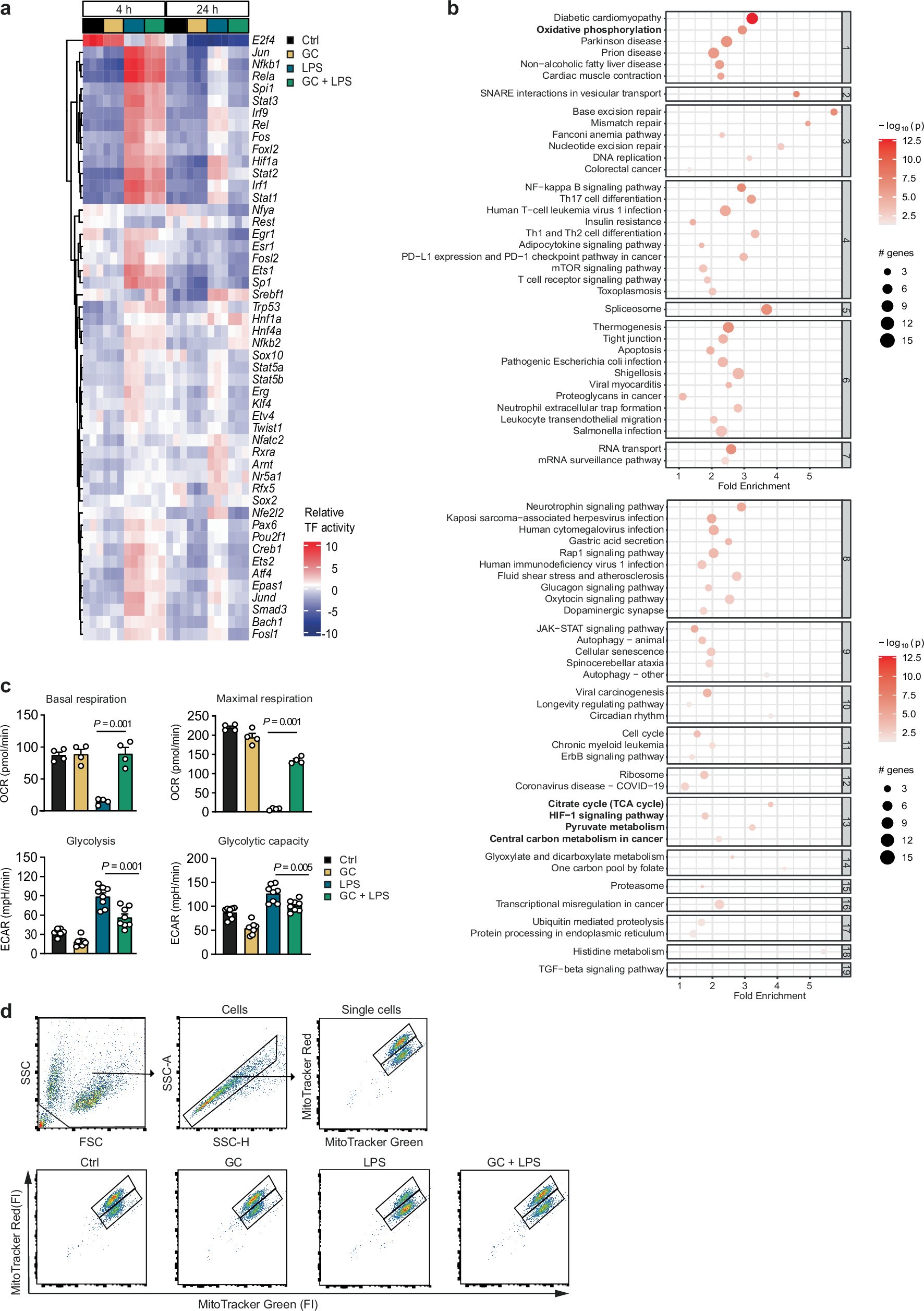 Extended Data Fig. 1: Glucocorticoid-mediated control of transcription and metabolism.
