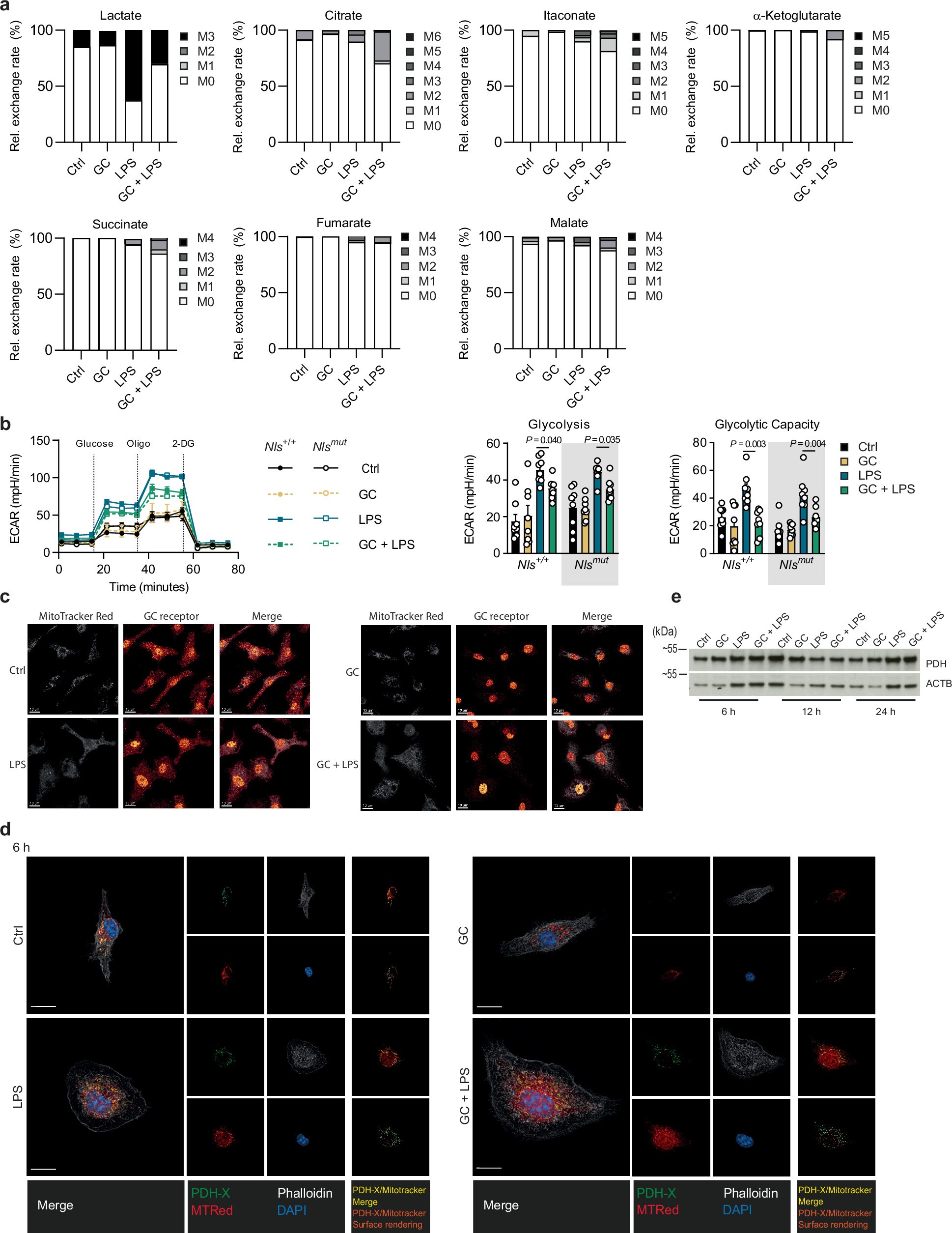 Extended Data Fig. 2: Regulation of TCA cycle metabolism by glucocorticoids.