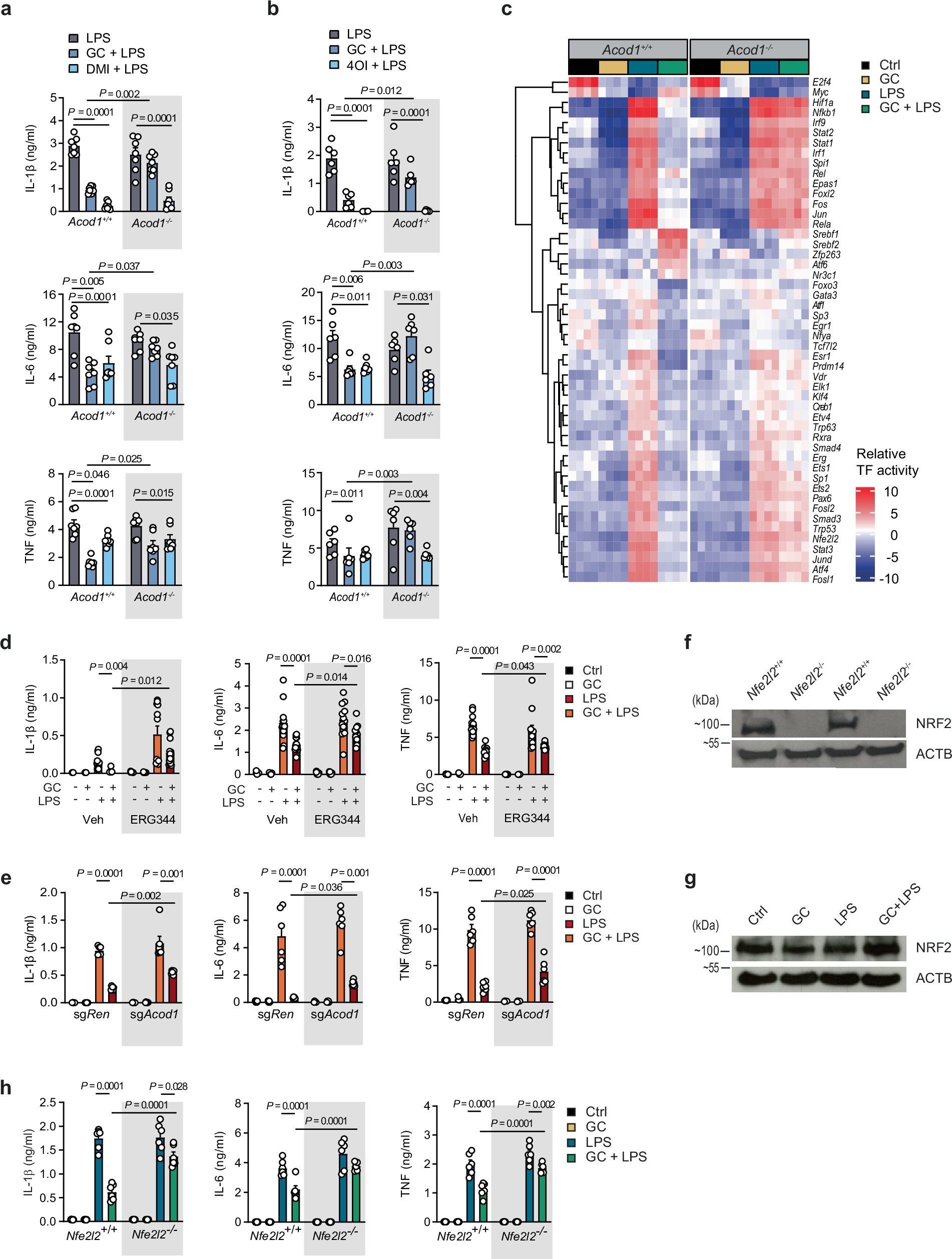 Extended Data Fig. 4: Itaconate as mediator of the action of glucocorticoids.