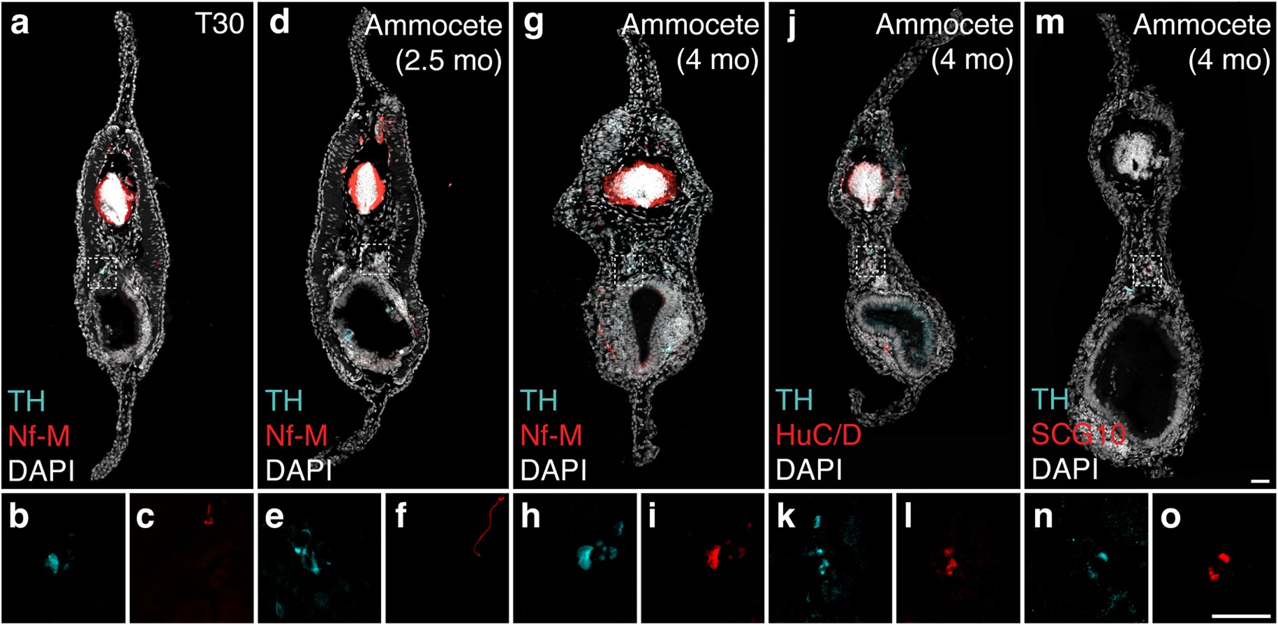 Extended Data Fig. 5