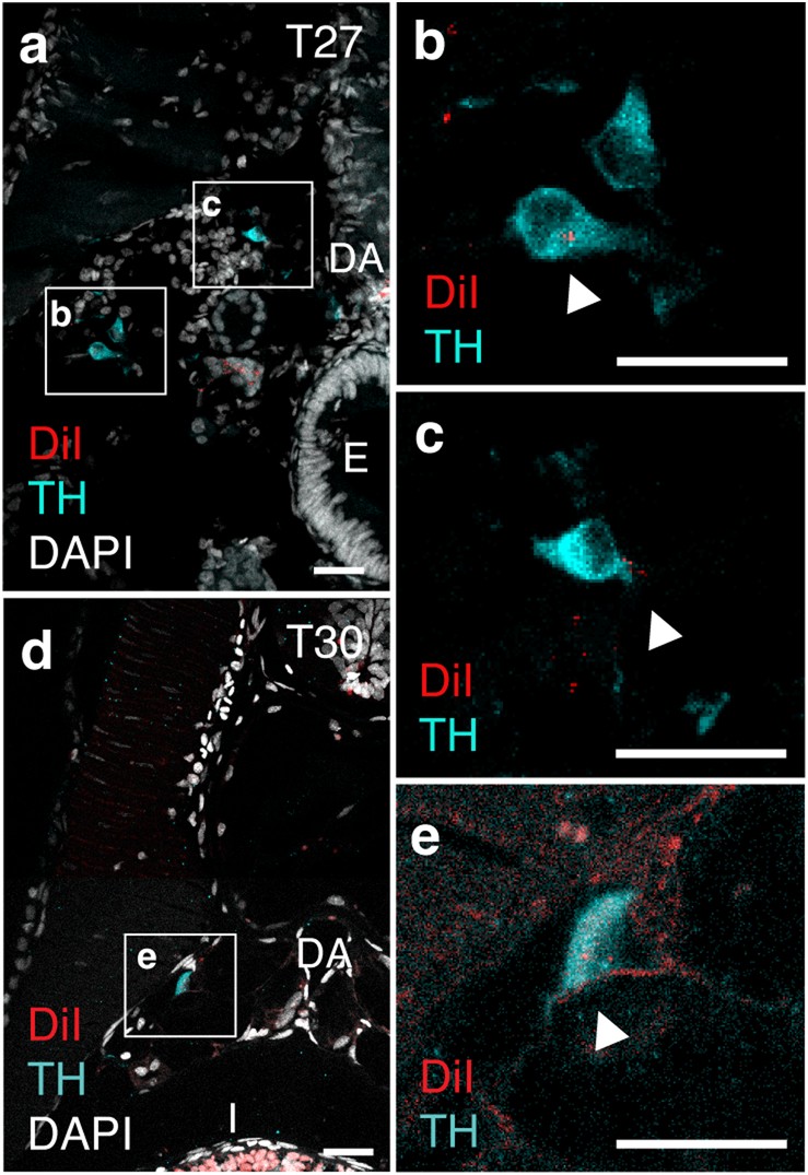 Extended Data Fig. 6
